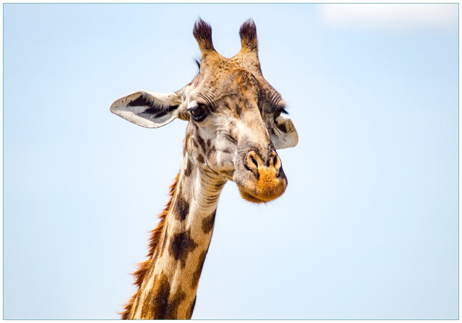 Vliestapete Nahaufnahme einer Giraffe