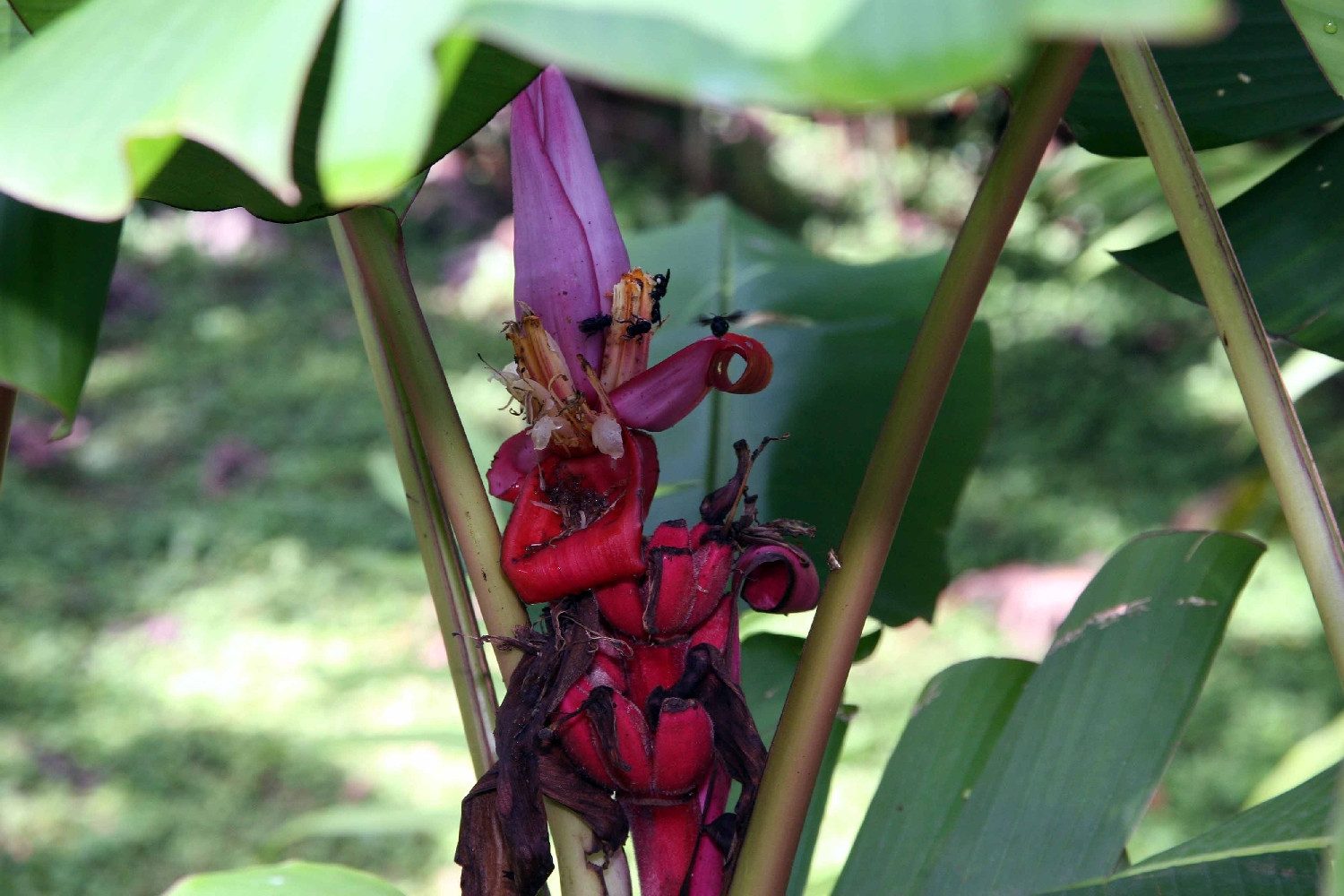 SAFLAX Blumensamen SAFLAX - Samen - Kenia-Banane – Bild 5 von 5