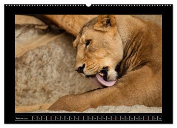 CALVENDO Wandkalender Tiger, Löwe und Co. (Premium, hochwertiger DIN A2 Wandkalender 2023, Kunstdruck in Hochglanz)