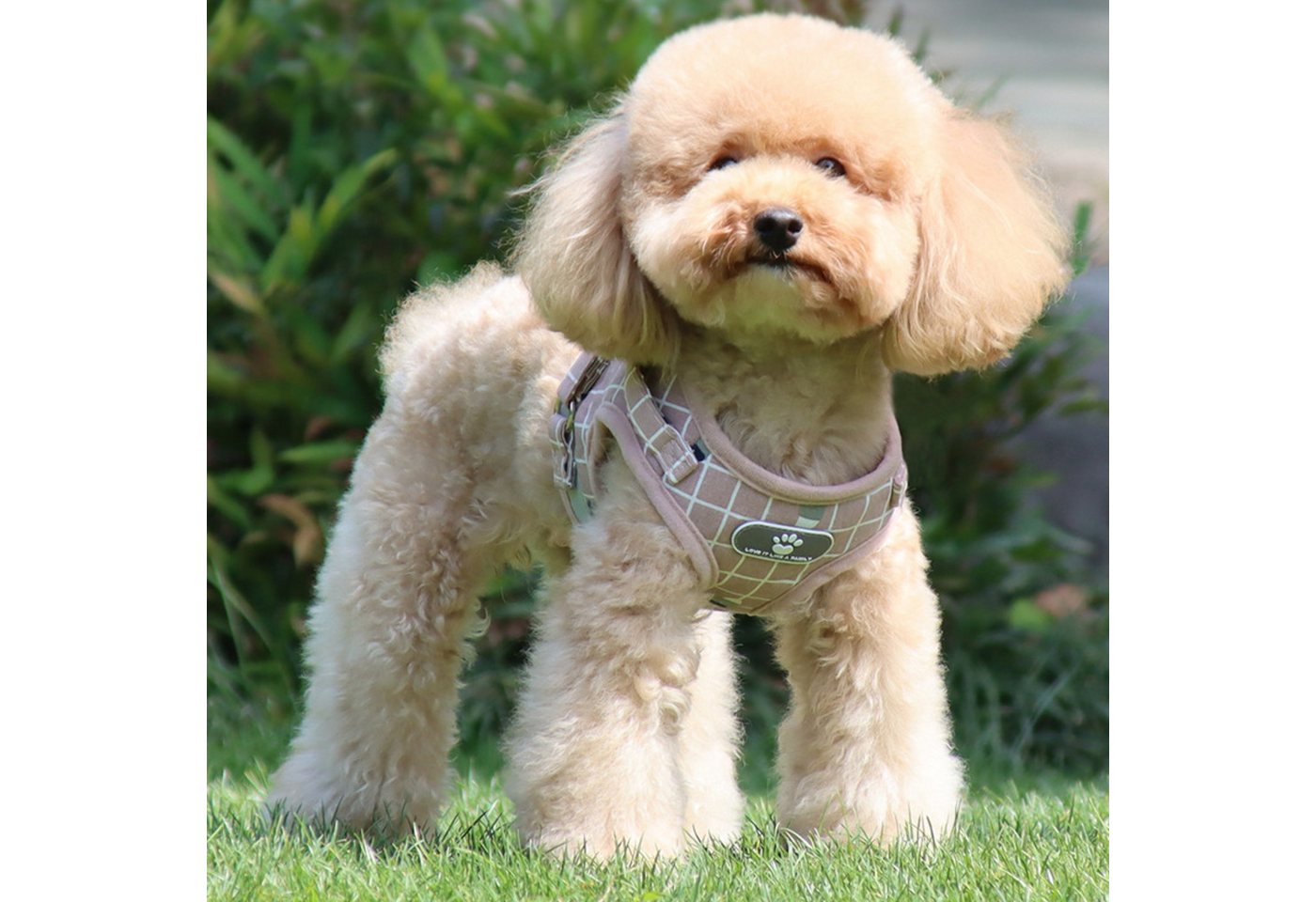 Thumbnail - BYSURE Hunde-Geschirr NF16WH00119, Polyester, Hundegeschirr Mit Leine für Kleine Hunde