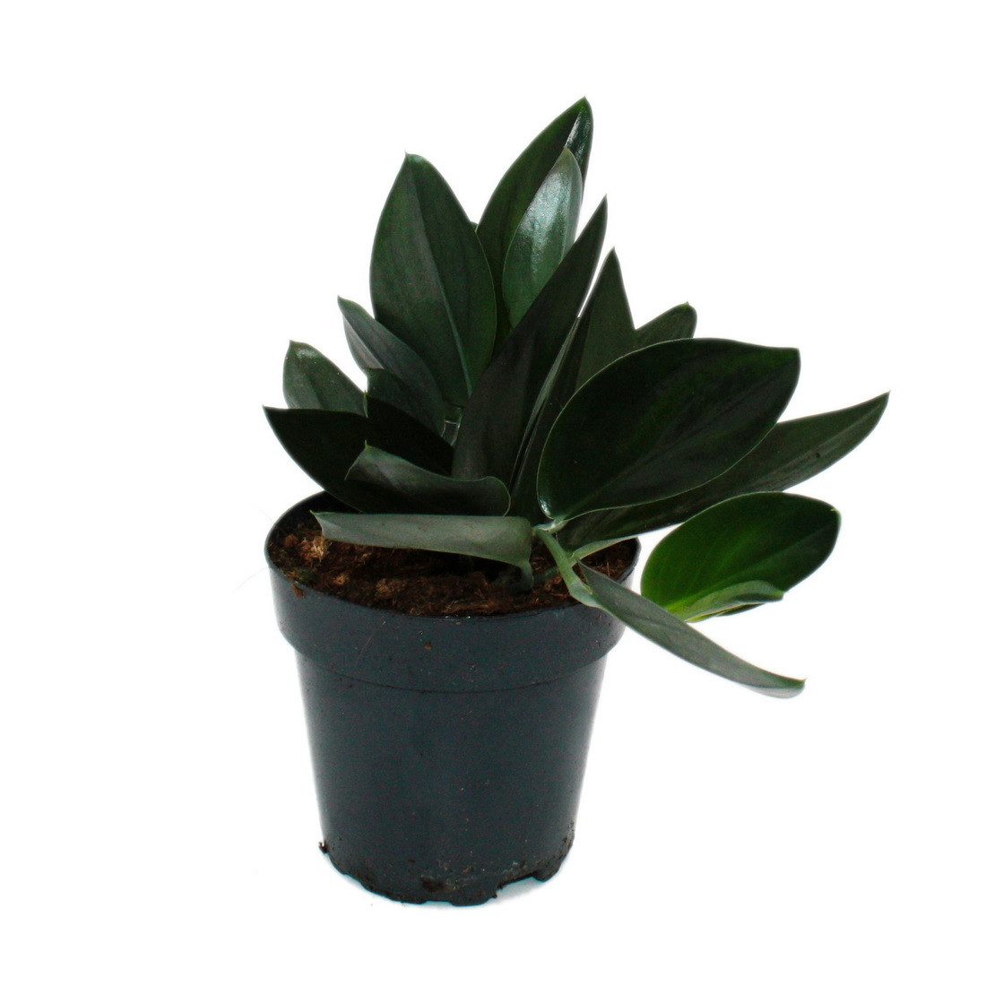 Exotenherz Zimmerpflanze Scindapsus treubii "Dark Form" - schwarze Efeutute - 12cm Topf