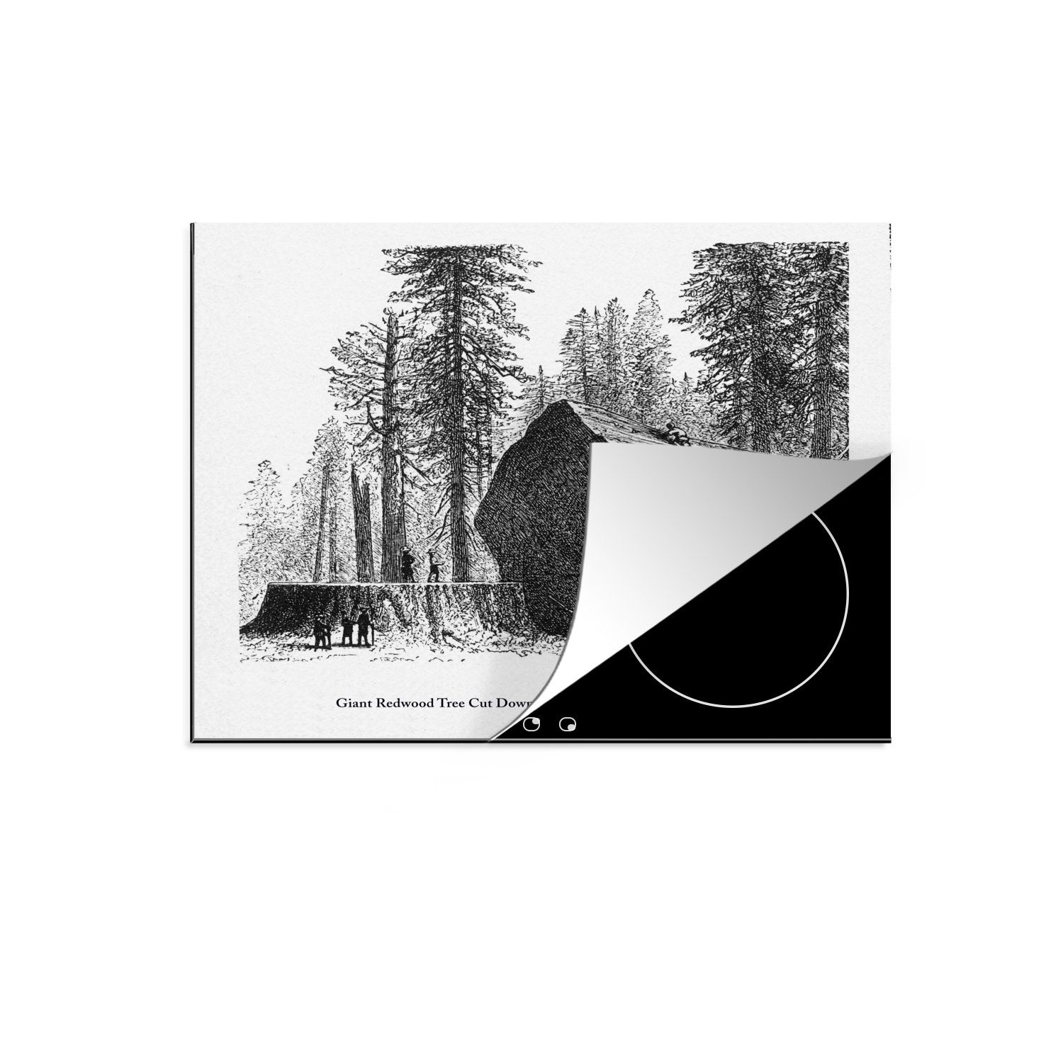 MuchoWow Herdblende-/Abdeckplatte Illustration eines gefällten Mammutbaums, Vinyl, (1 tlg), 60x52 cm, Mobile Arbeitsfläche nutzbar, Ceranfeldabdeckung