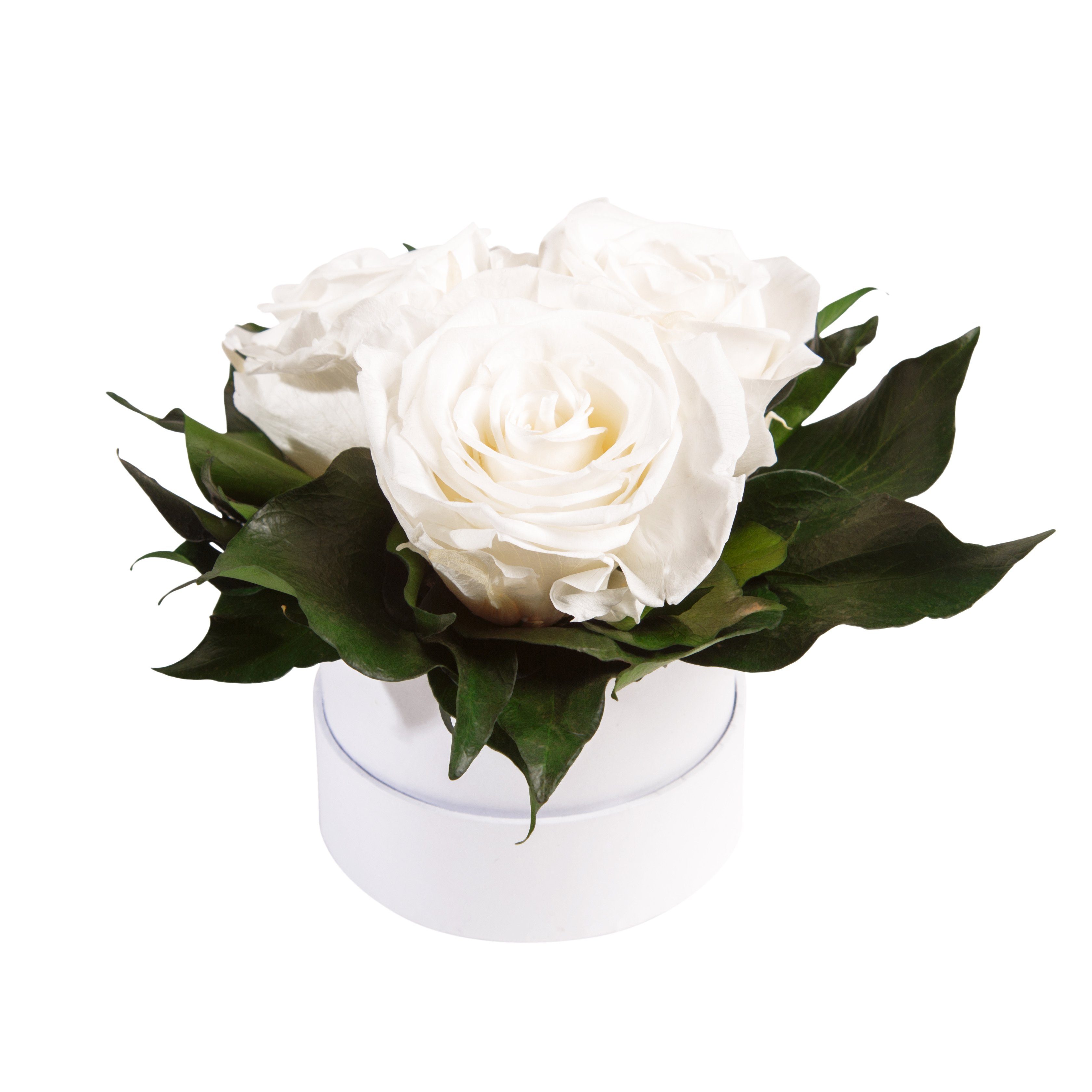 Geschenk Rosen Höhe konserviert rund echte Infinity Rose, 3 cm, weiß Sie Kunstblume Heidelberg, 10 ROSEMARIE SCHULZ Rosen für Rosenbox
