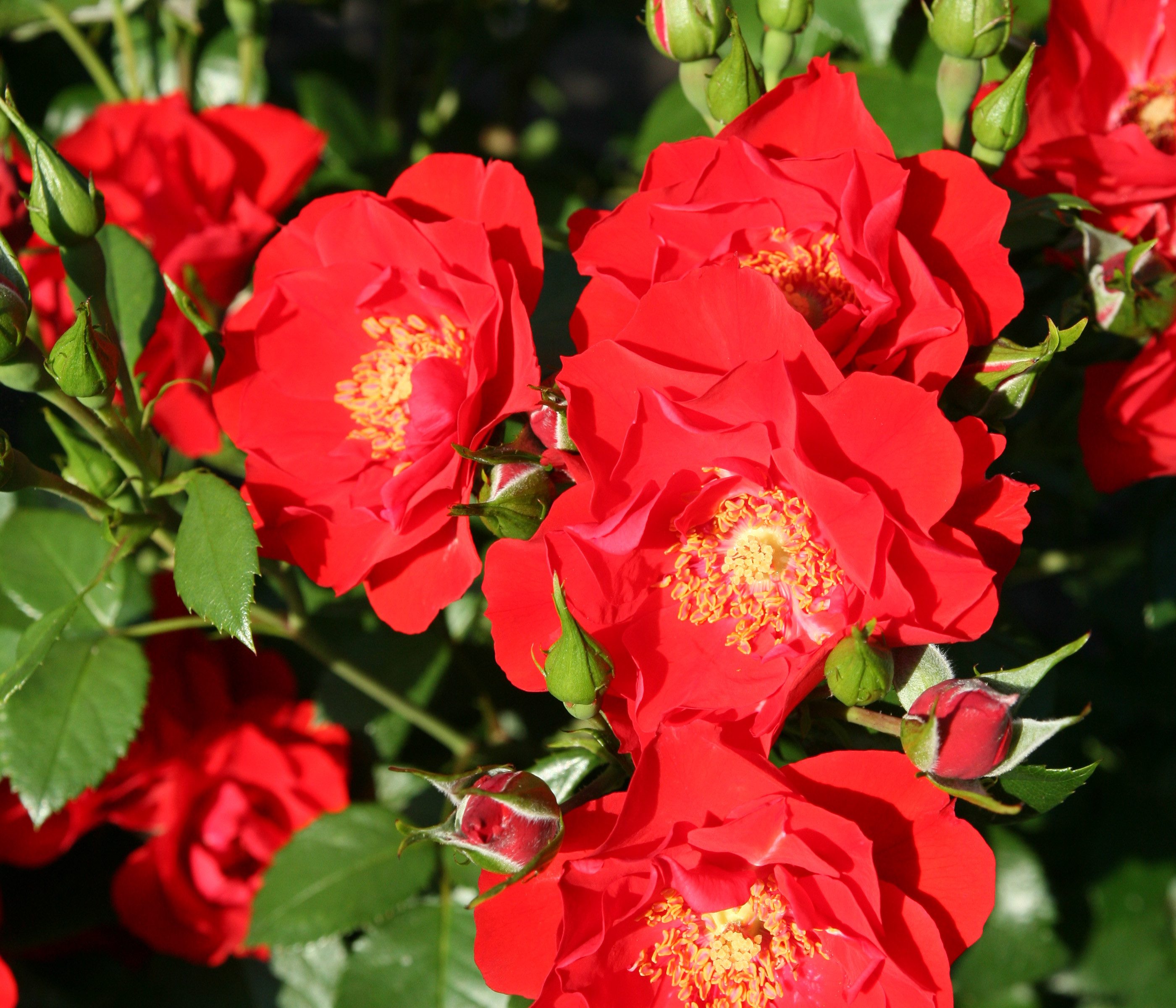 Dehner Rose Strauchrose Paprika®, schalenförmige rote Blüten, nicht duftend, Züchter Tantau