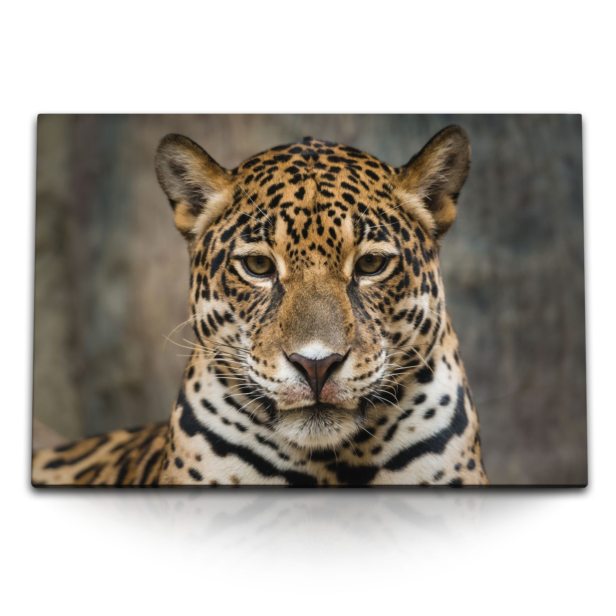 Leinwandbild 120x80cm Wandbild auf Leinwand Tierfotografie Jaguar Raubkatze Großkat