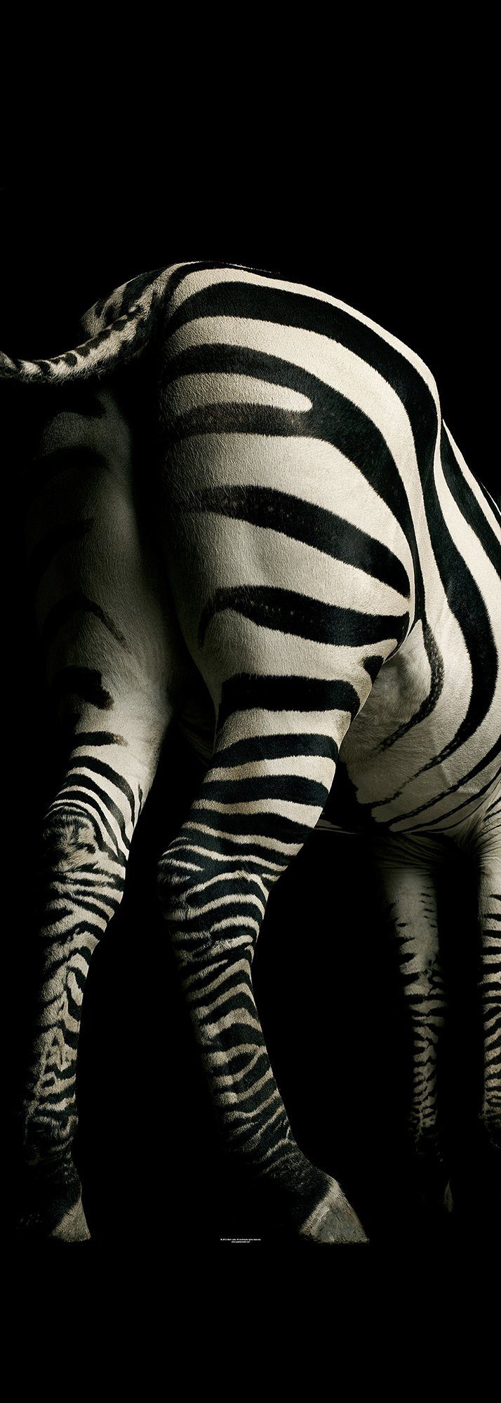 An der Spitze Architects Paper Fototapete Zebra, (1 St), Zebra Schwarz Zebra Fototapete Weiß 1,00m Tapete x 2,80m Panel