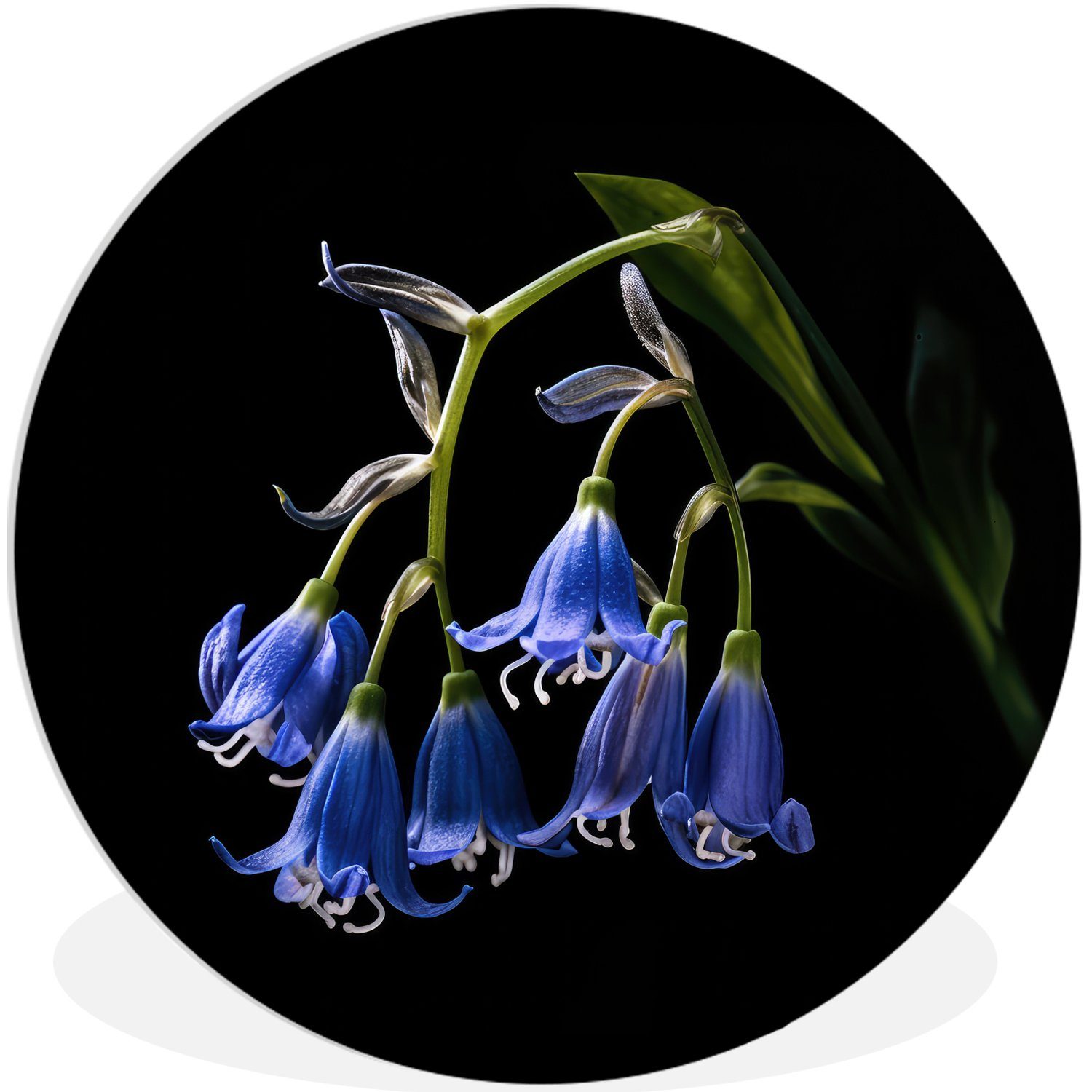 (1 Rundes Blumen Gemälde - St), - Natur Hyazinthe Blau cm MuchoWow - Wohnzimmer, Kreis - 30x30 Wandbild, Schwarz, Forex, Wanddekoration