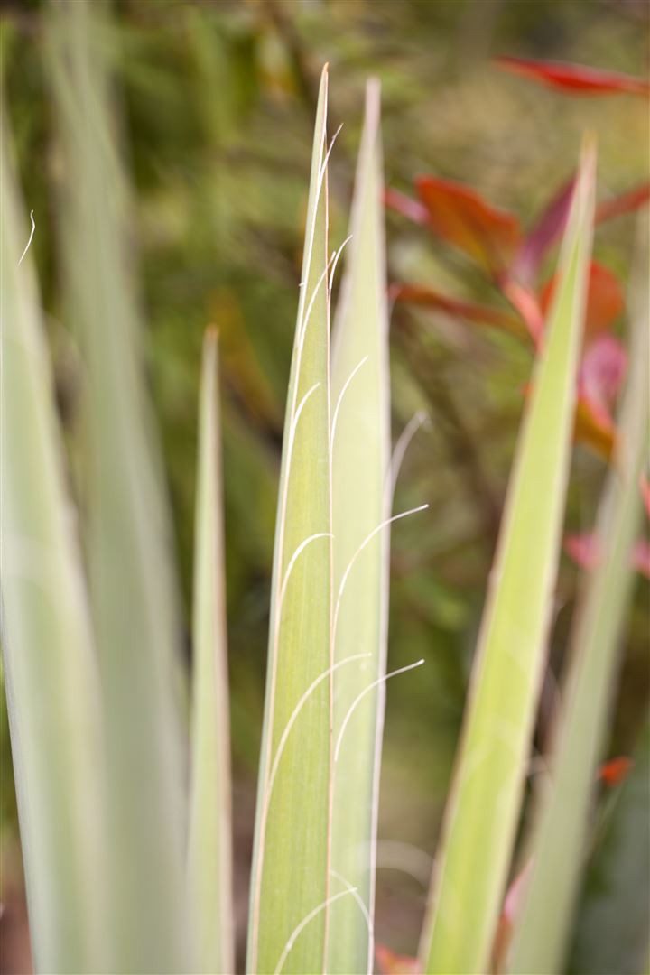 Pflanzen für Dich Staude Yucca filamentosa, 1 St., Fädige Palmlilie, Garten-Yucca, Adam's Nadel – Bild 3 von 5