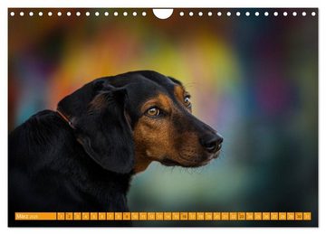 CALVENDO Wandkalender Graffiti Dogs (Wandkalender 2025 DIN A4 quer), CALVENDO Monatskalender