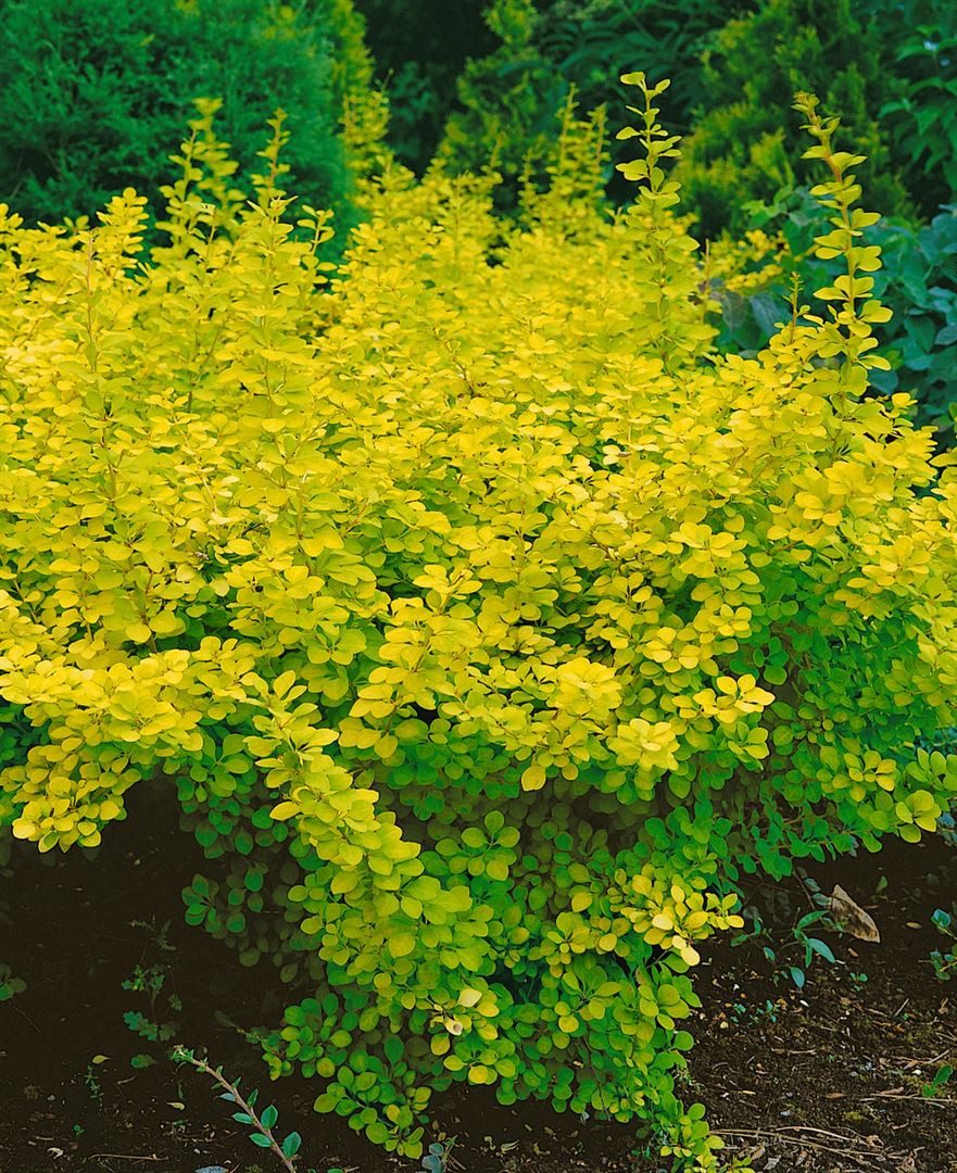 Pflanzen für Dich Gehölze Berberis thunbergii Aurea, 1 St., Thunberg-Berberitze, Goldberberitze