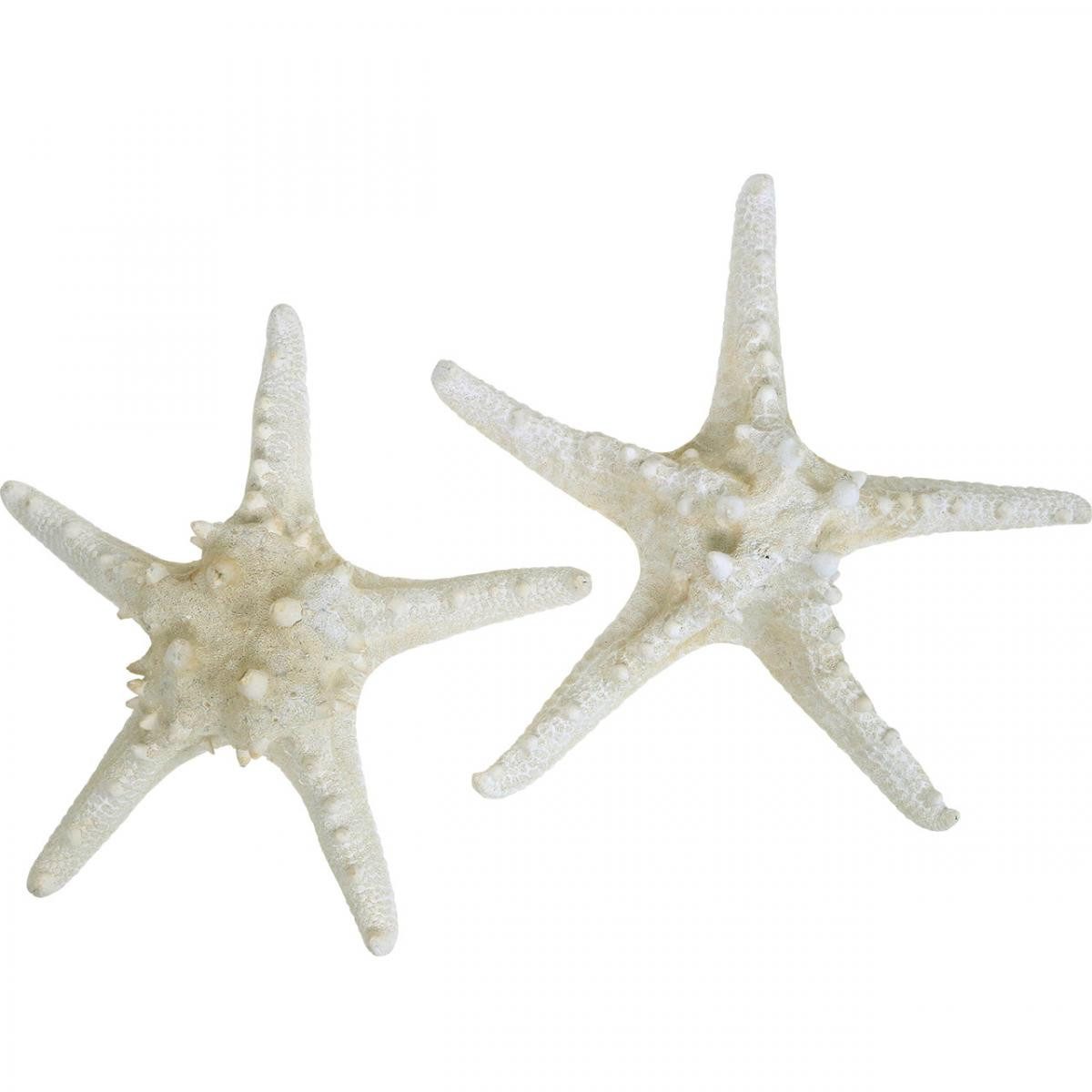 Viana Bastelnaturmaterial Deko Seesterne groß Weiß 19-26cm 5 St für Maritime Deko, 5 Stück