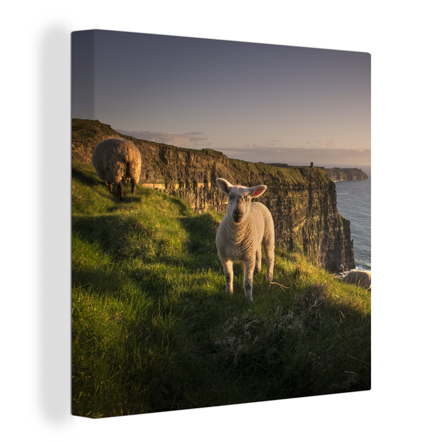 OneMillionCanvasses® Leinwandbild Schafe - Natur - Irland, Fotodruck (1 St) günstig online kaufen