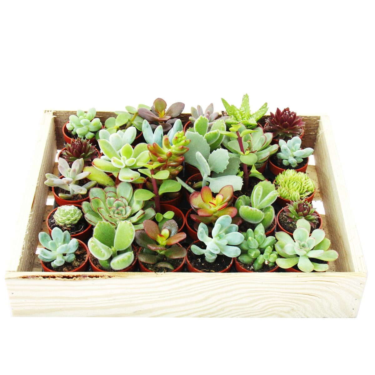 Exotenherz Kaktus Mini-Sukkulenten 3,5cm Topf - Holzkiste mit 30 Pflanzen – Bild 2 von 3