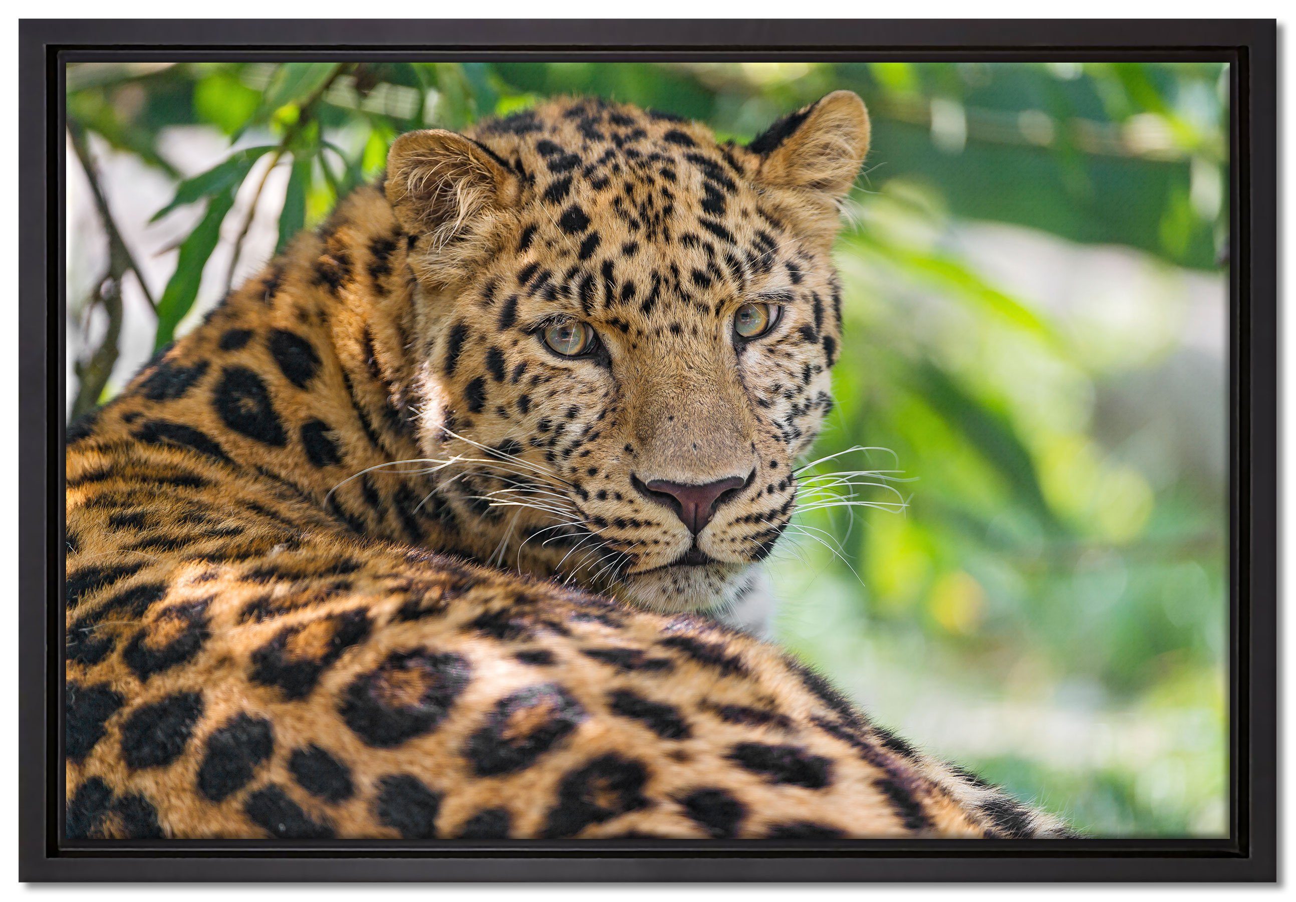 Pixxprint Leinwandbild aufmerksamer Leopard im Schatten, Wanddekoration (1 St), Leinwandbild fertig bespannt, in einem Schattenfugen-Bilderrahmen gefasst, inkl. Zackenaufhänger