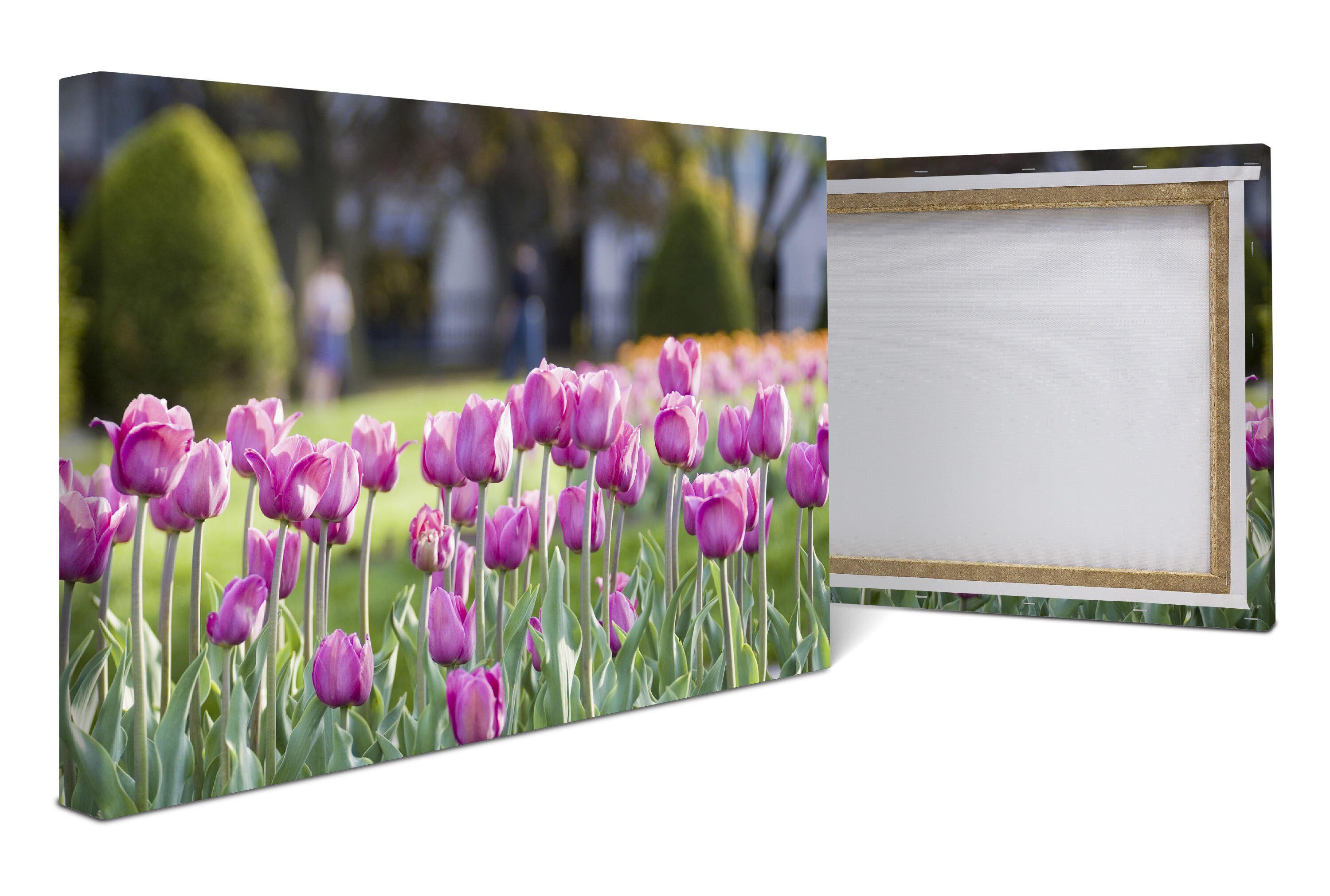 wandmotiv24 Leinwandbild Pinke Tulpen, Blumen und Pflanzen (1 St), Wandbild, Wanddeko, Leinwandbilder in versch. Größen