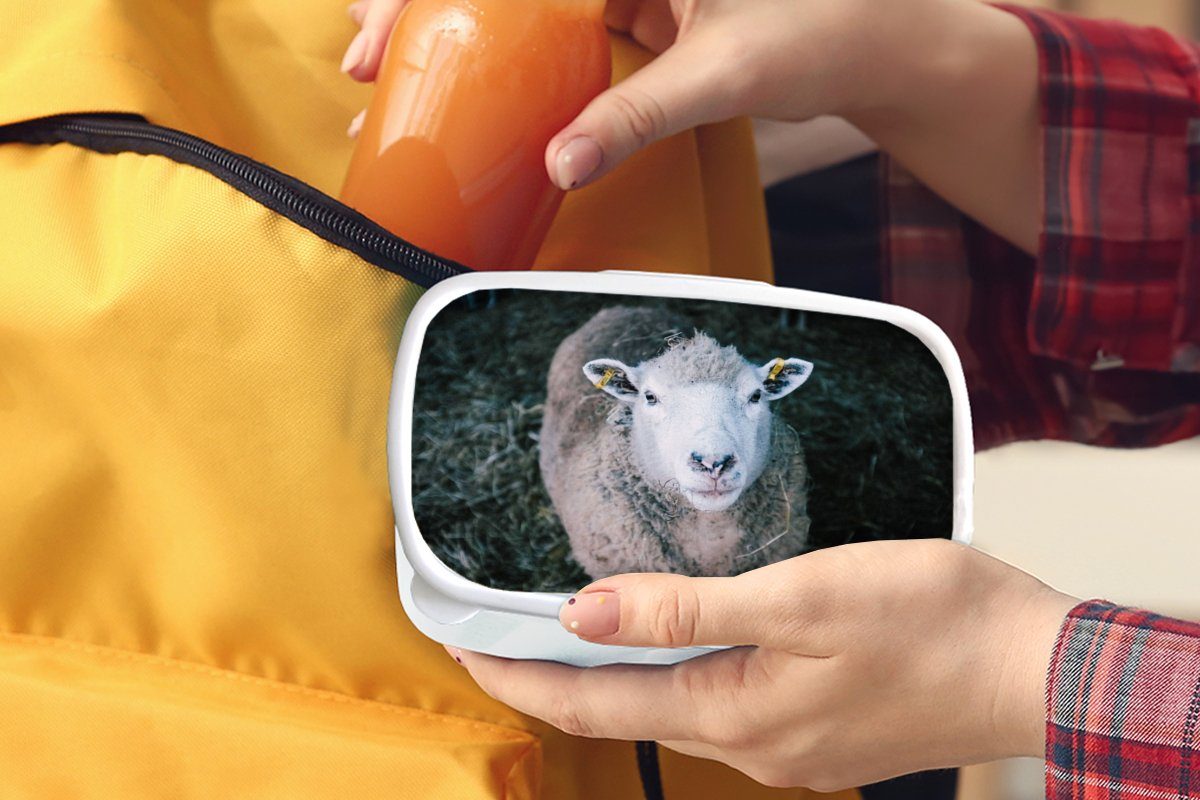 Kunststoff, Brotbox Tiere Brotdose, (2-tlg), Erwachsene, - Jungs Kinder weiß für für Rinder, Lunchbox Schafe und Mädchen MuchoWow und -