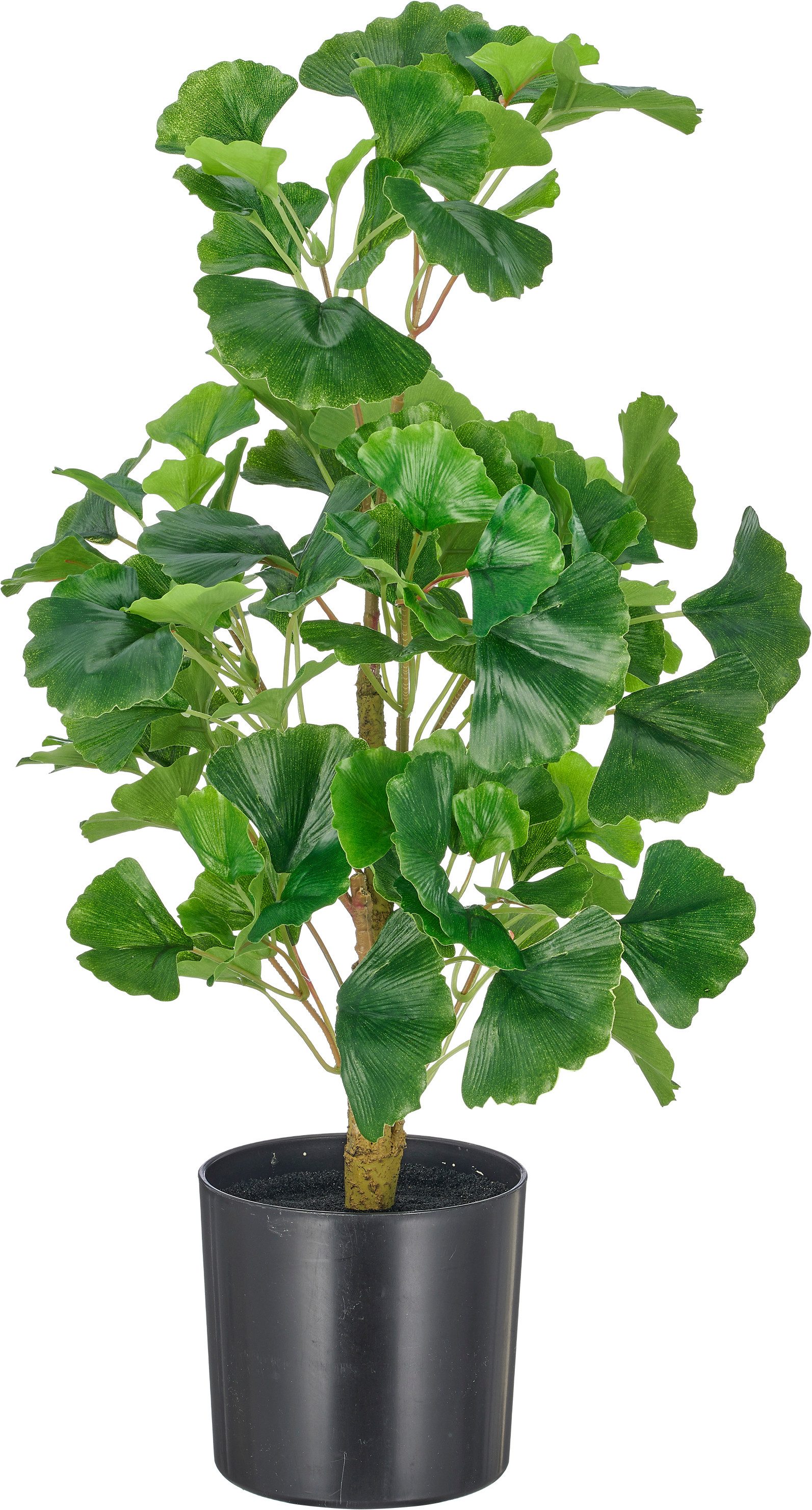 Kunstbambus Gingko biloba, Creativ green, Höhe 53 cm, mit naturgetreuem Blattwerk