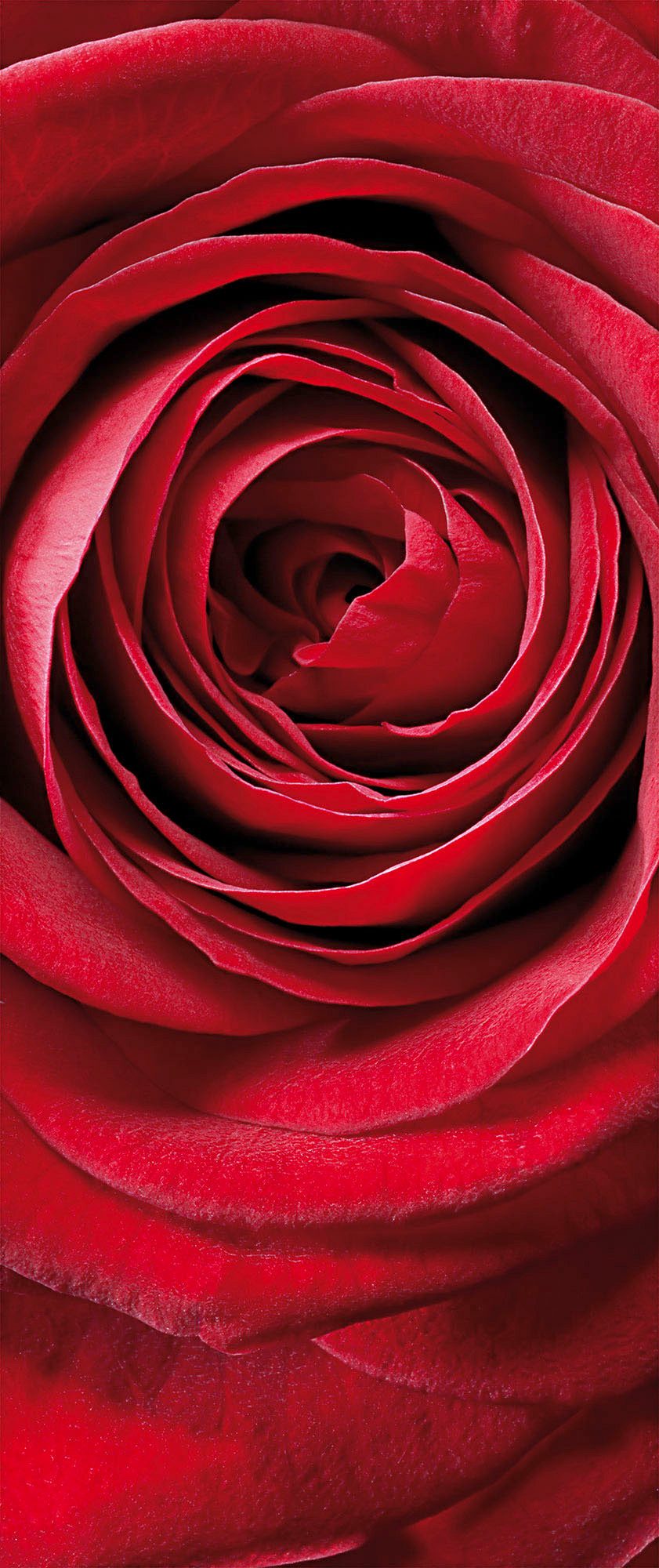 Komar Fototapete Fototapete - Red Rose - Größe 92 x 220 cm, glatt, bedruckt, (Packung, 1 St)