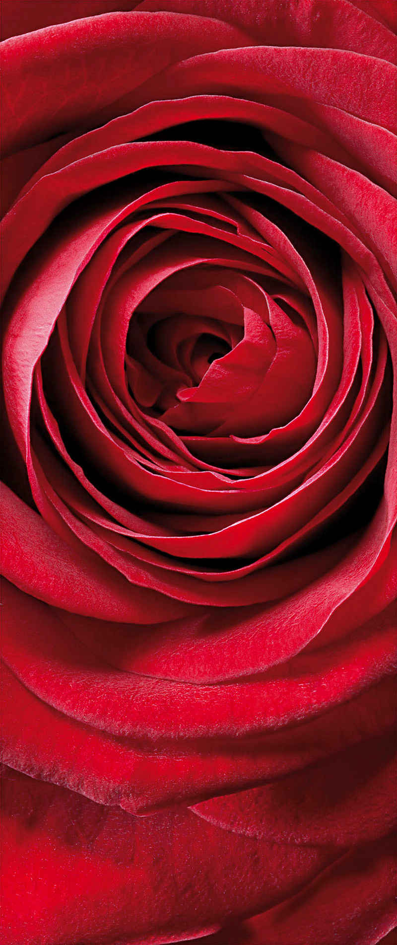 Komar Fototapete Fototapete - Red Rose - Größe 92 x 220 cm, glatt, bedruckt, (Packung, 1 St)