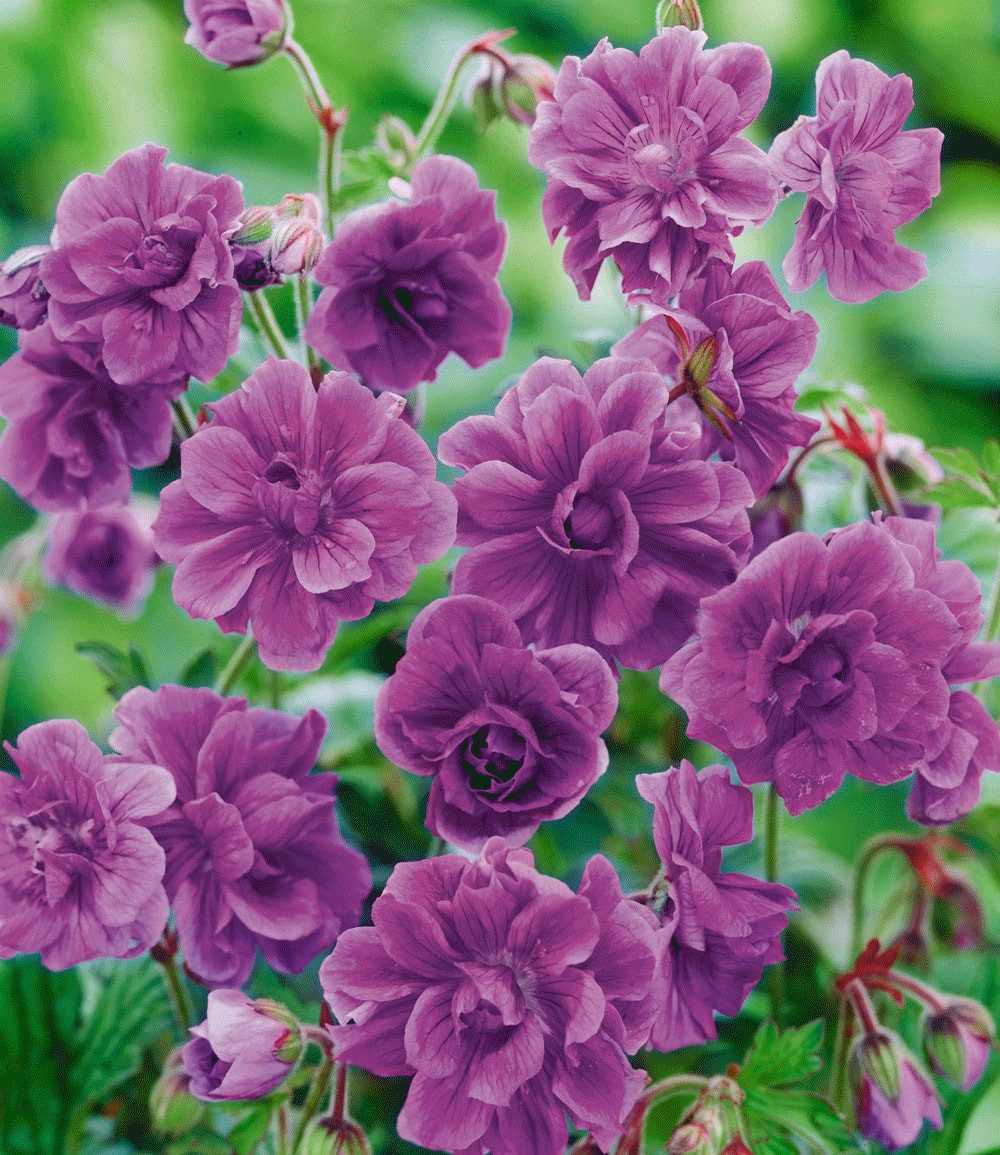 BALDUR Garten Bodendecker Winterharte Geranie 'Blaue Birch Double®', 2 St., Storchenschnabel, winterhart, lange Blütezeit, pflegeleicht