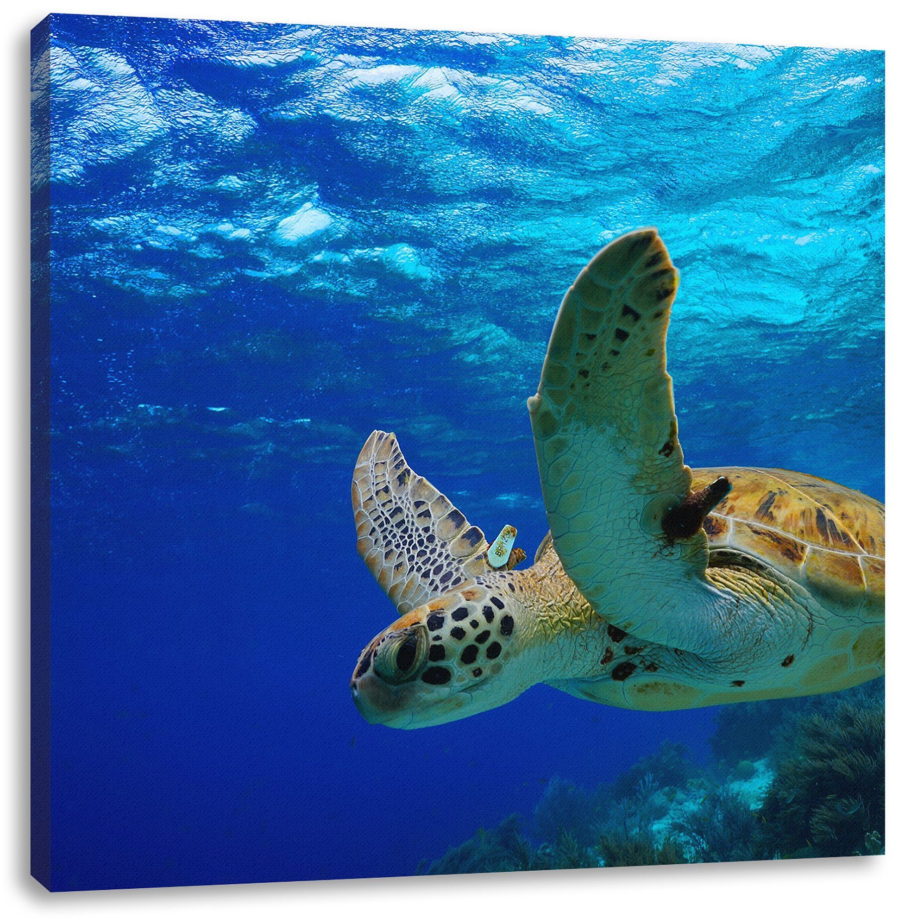 Schildkröte im Leinwandbild im (1 Leinwandbild Riff, fertig Schildkröte St), Zackenaufhänger inkl. Pixxprint bespannt, Riff