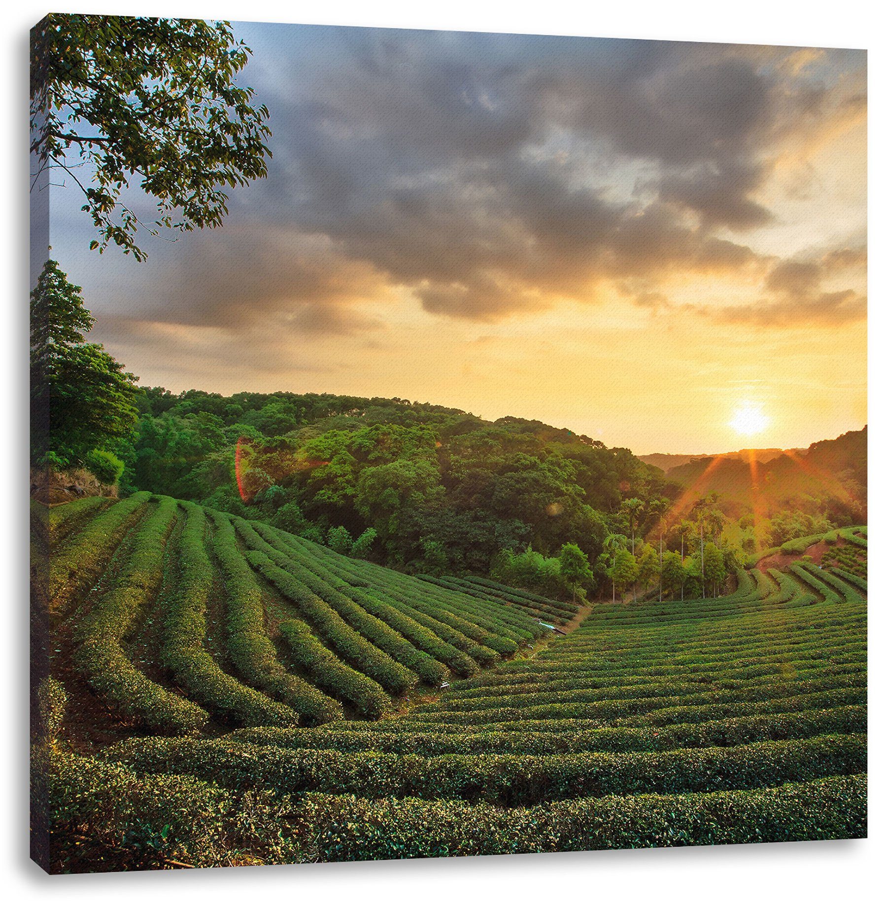 Pixxprint Leinwandbild Teeplantage bei Sonnenuntergang, Teeplantage bei Sonnenuntergang (1 St), Leinwandbild fertig bespannt, inkl. Zackenaufhänger