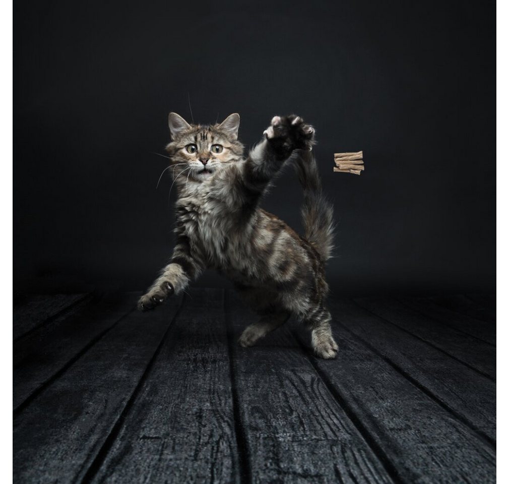 Thumbnail - cat dancer Tierkuscheltier Pro-Model