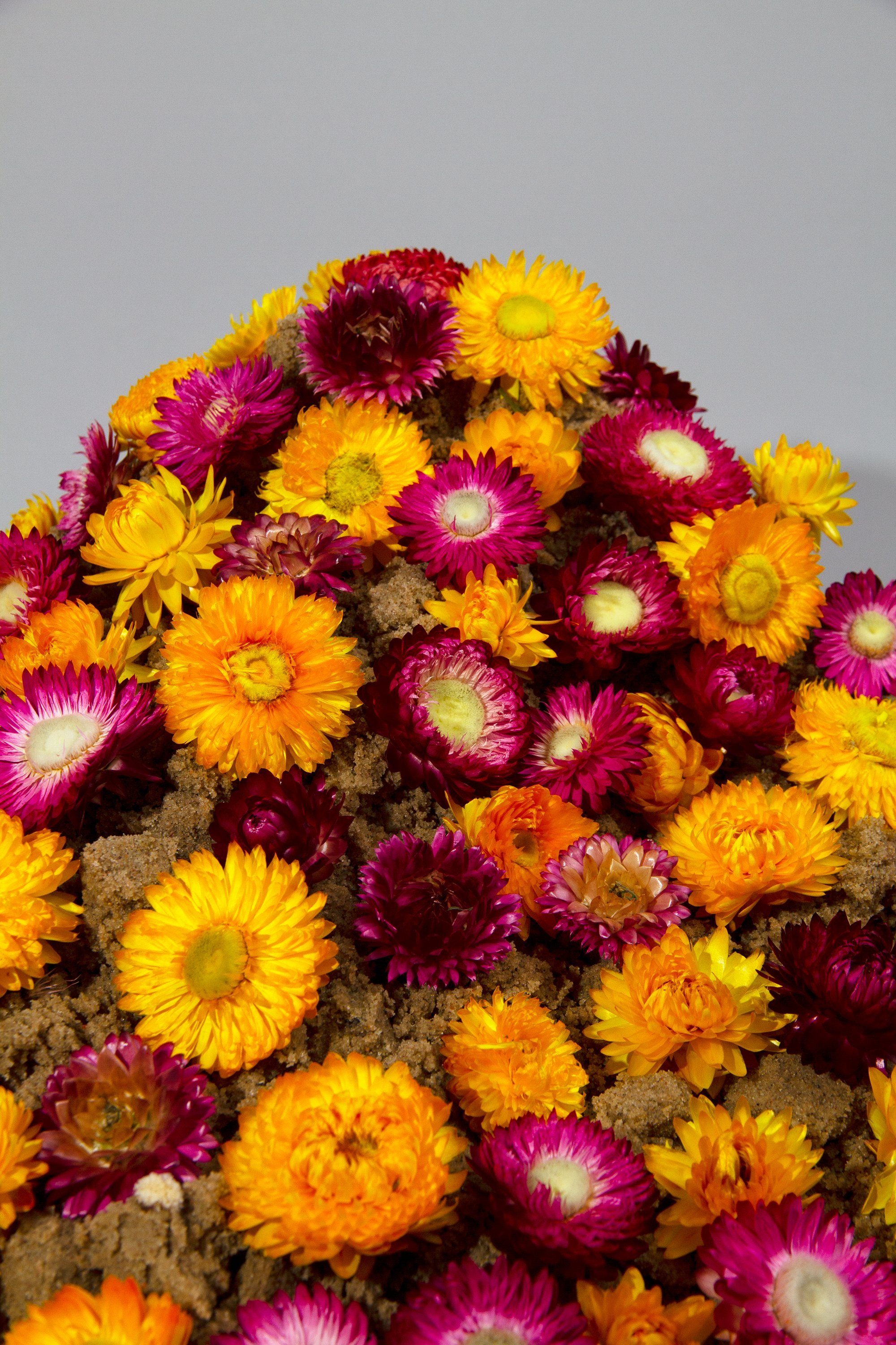 Trockenblume Strohblumenköpfe Helichrysum oder gemischt Kunstharz.Art farblich sortiert - Weiß, getrocknet