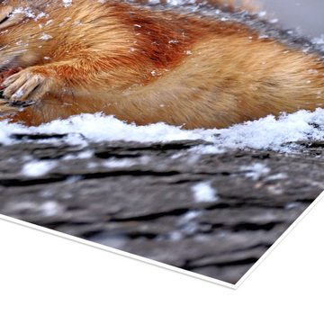 Posterlounge Poster Ervin Kobakçi, Eichhörnchen im Winter, Jungenzimmer Fotografie