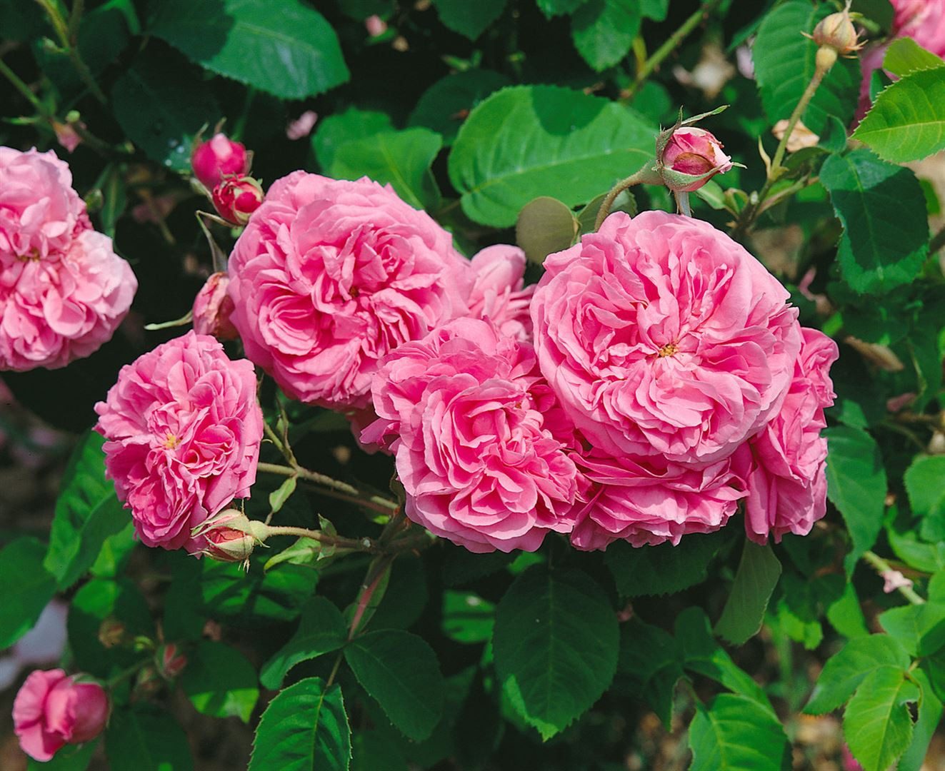 Pflanzen für Dich Rose Rosa 'Mme Boll'