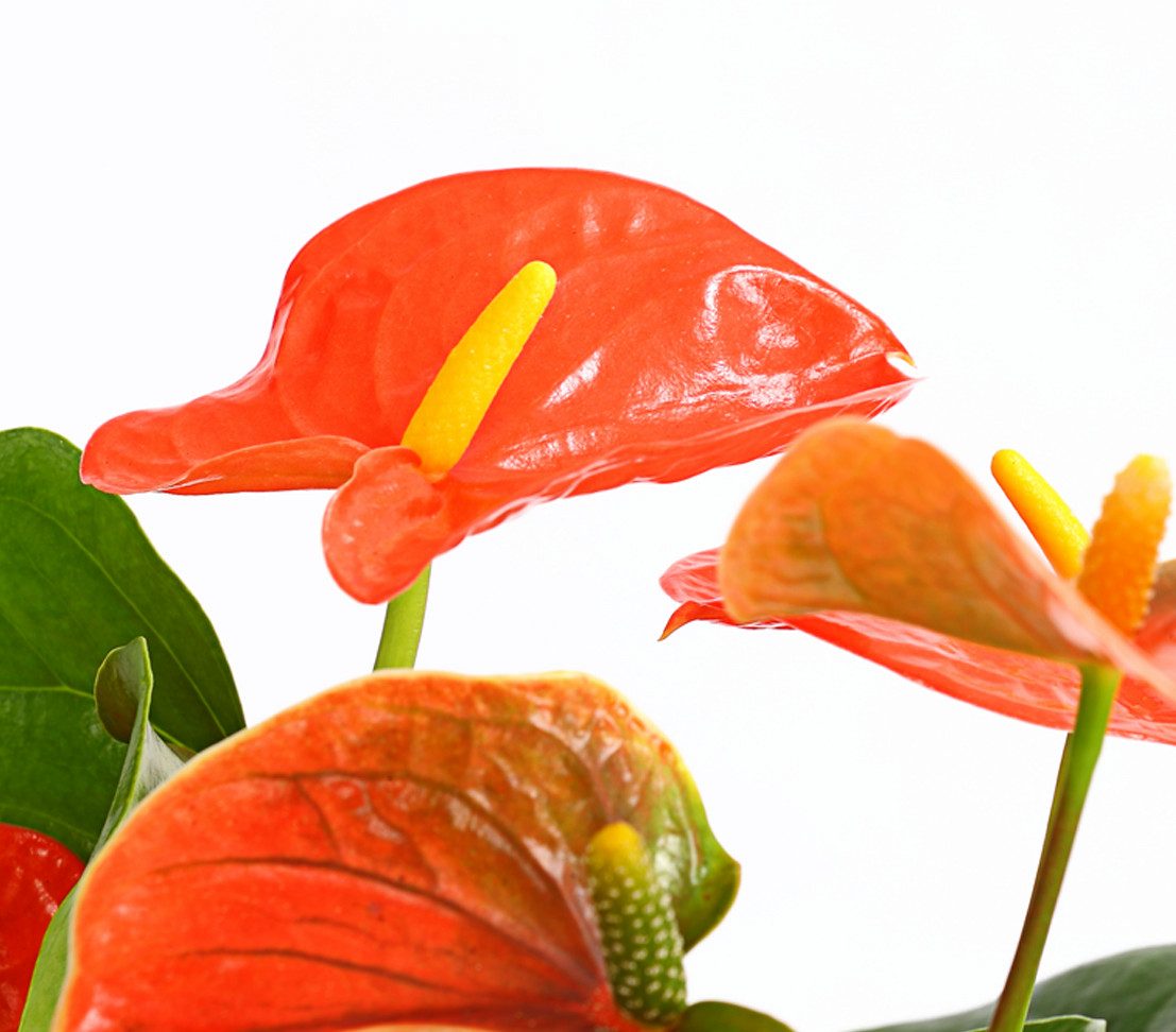 Dehner Zimmerpflanze Große Flamingoblume, Anthurium andreanum, ca. 20-30 cm, orange, auffallende, orange Einzelblüten