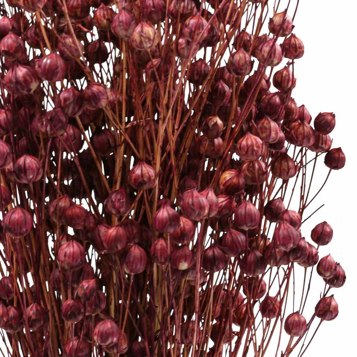 Trockenblume Trockengras Flachs Altrosa Boho-Deko 50-55cm 80g, Viana, Höhe 55 cm