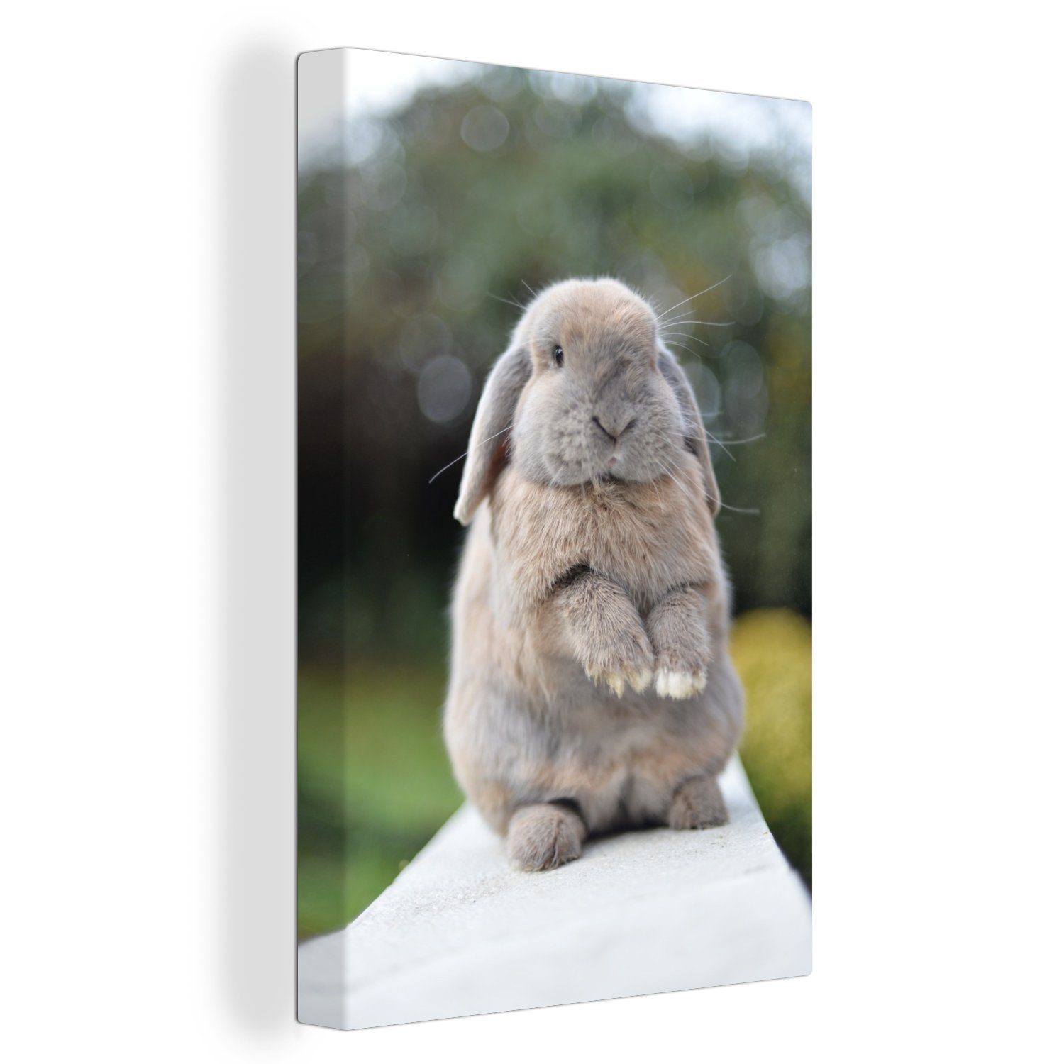 OneMillionCanvasses® Leinwandbild Kaninchen - Jung - Tiere, (1 St), Leinwandbild fertig bespannt inkl. Zackenaufhänger, Gemälde, 20x30 cm