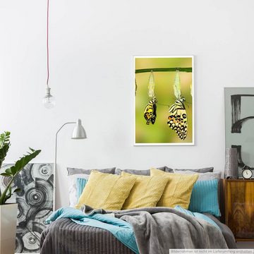 Sinus Art Poster Schlüpfende Schmetterlinge 60x90cm Poster