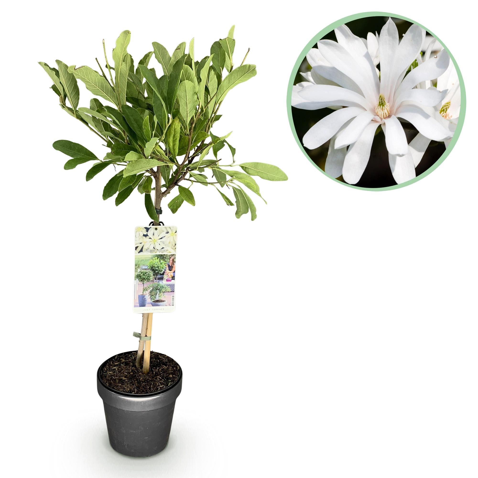 Florora Topfpflanze Magnolia – Magnolie – 90 cm – Topf 19 cm – Bild 2 von 4
