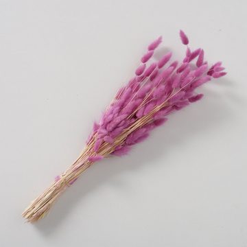 Trockenblume 3er-Pack Samtgras, Dekozweige, echte getrocknete Blumen, BOLTZE
