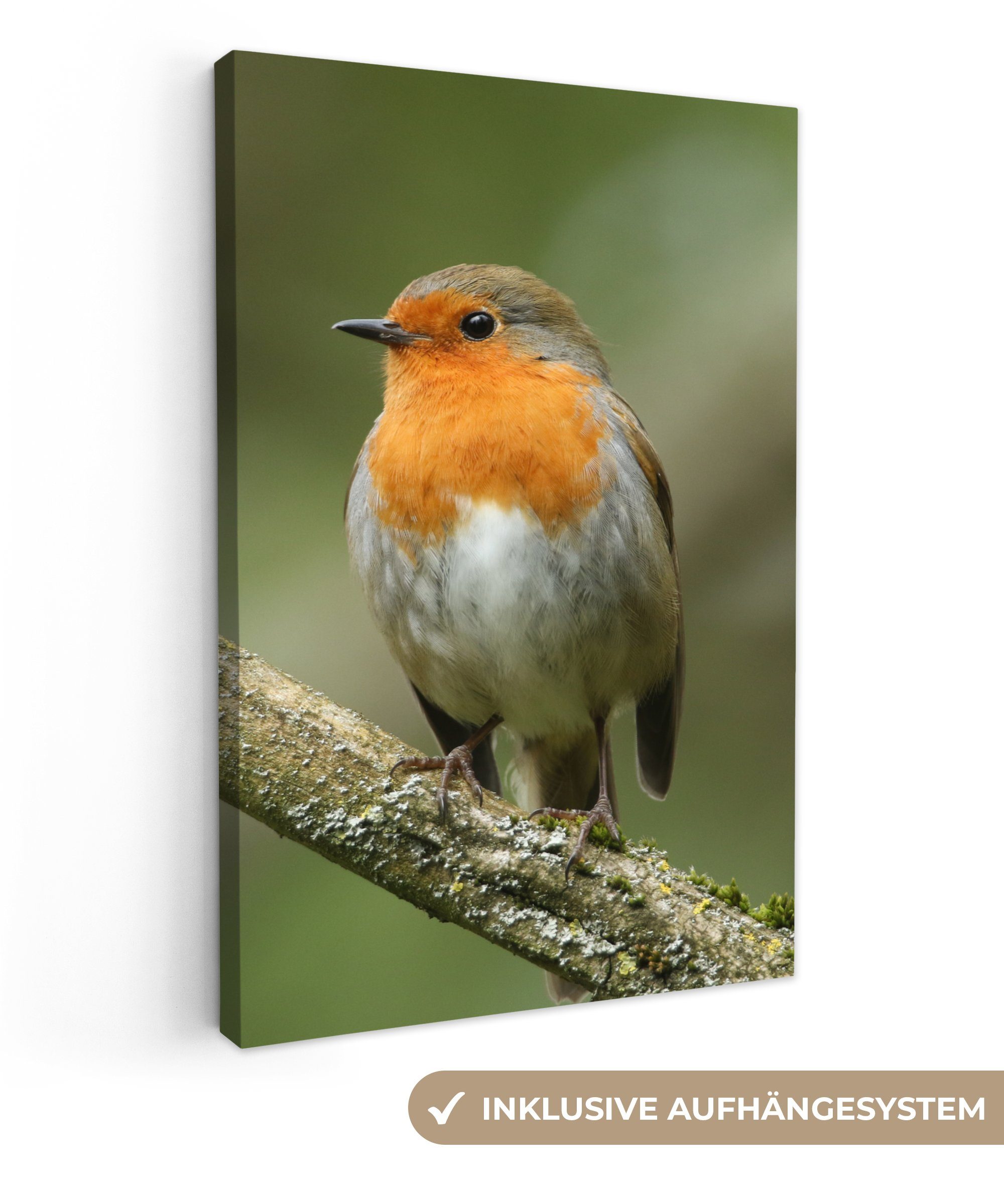 OneMillionCanvasses® Leinwandbild Vogel - Rotkehlchen - Zweig - Pflanzen, F günstig online kaufen