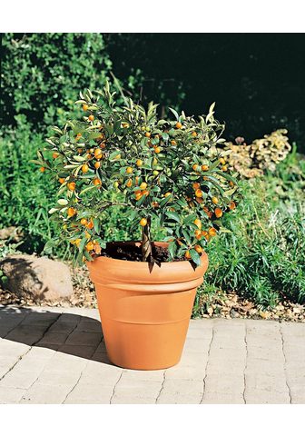 BCM Zitronenbaum »Kumquat«