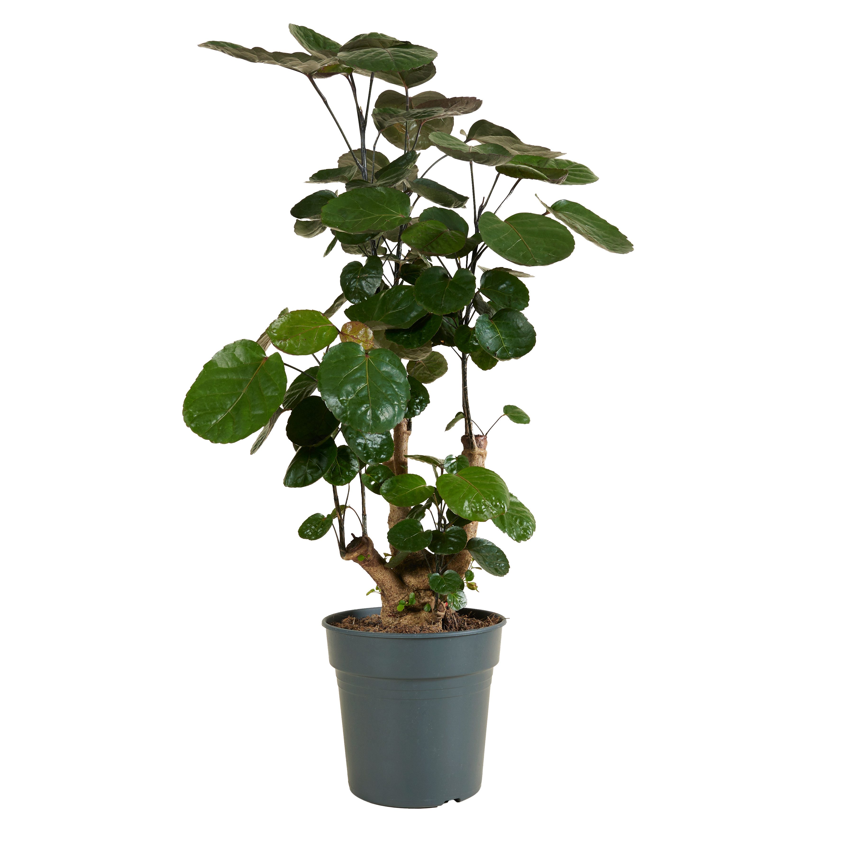 Bloomique Zimmerpflanze Bloomique - Polyscias Fabian - Aralie - Zimmerpflanzen - Pflegeleicht, 1 St.