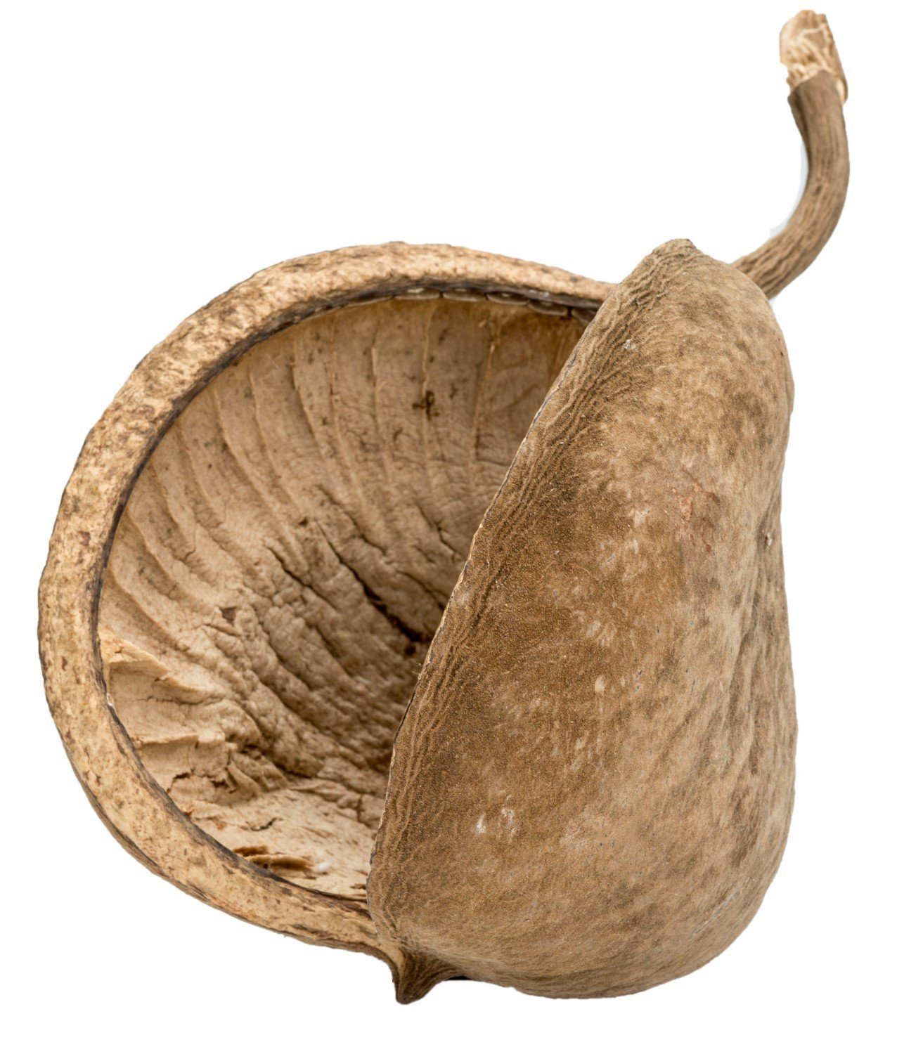 NaDeco Bastelnaturmaterial Buddha-Nuss in Natur, Größe ca. 8-15cm Buddha Nut