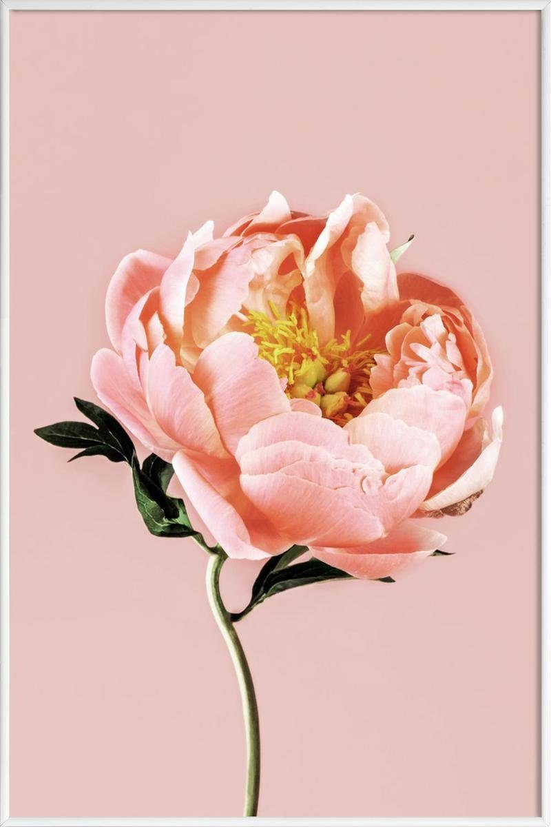Juniqe Poster Fine-Art-Print 1 einem breiten, & St), Flora Galeriequalität mit weißen in cm Poster Rand Kunststoffrahmen, mit (1 Fauna