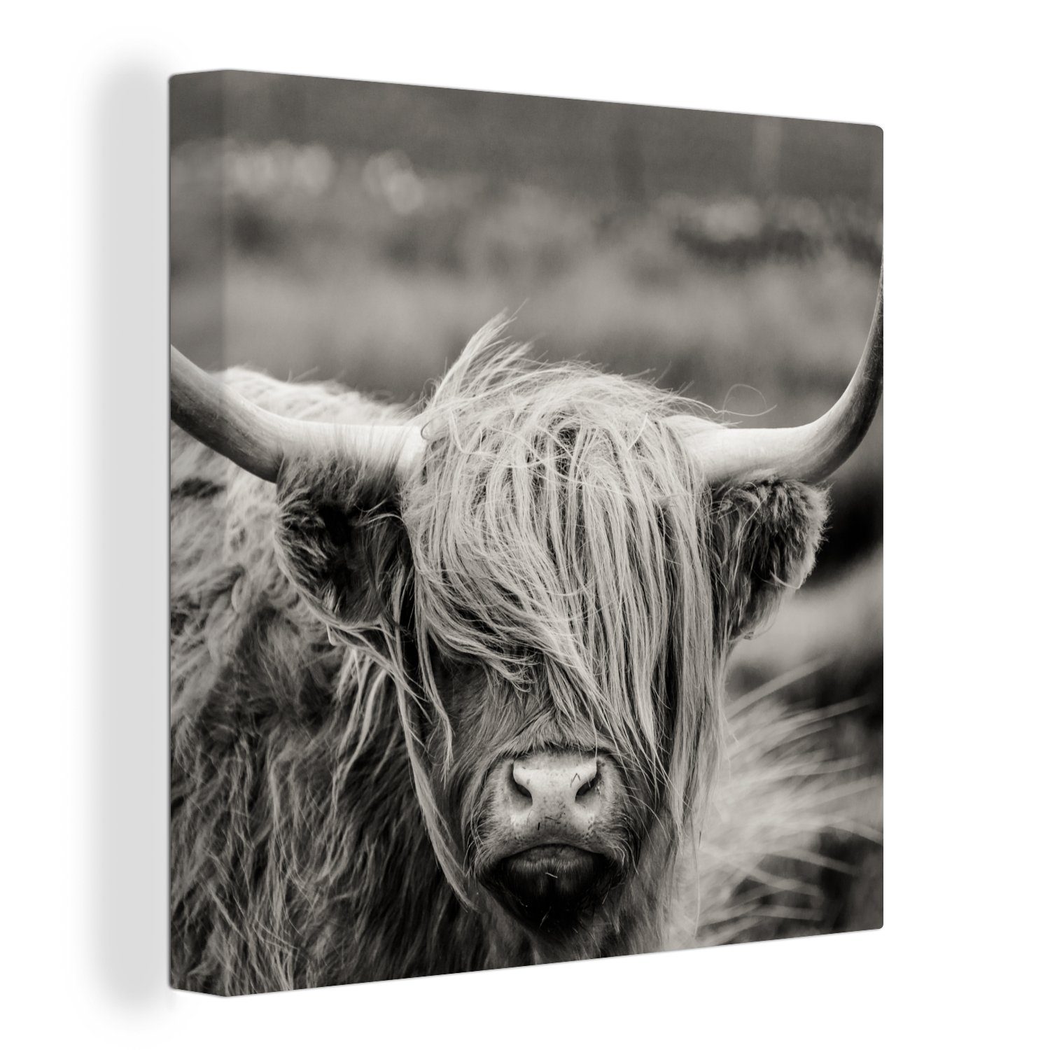 Schottischer Wohnzimmer Schlafzimmer Tiere für Schwarz-Weiß Highlander OneMillionCanvasses® St), Leinwandbild - Bilder Kuh Ländlich, (1 - - Leinwand -