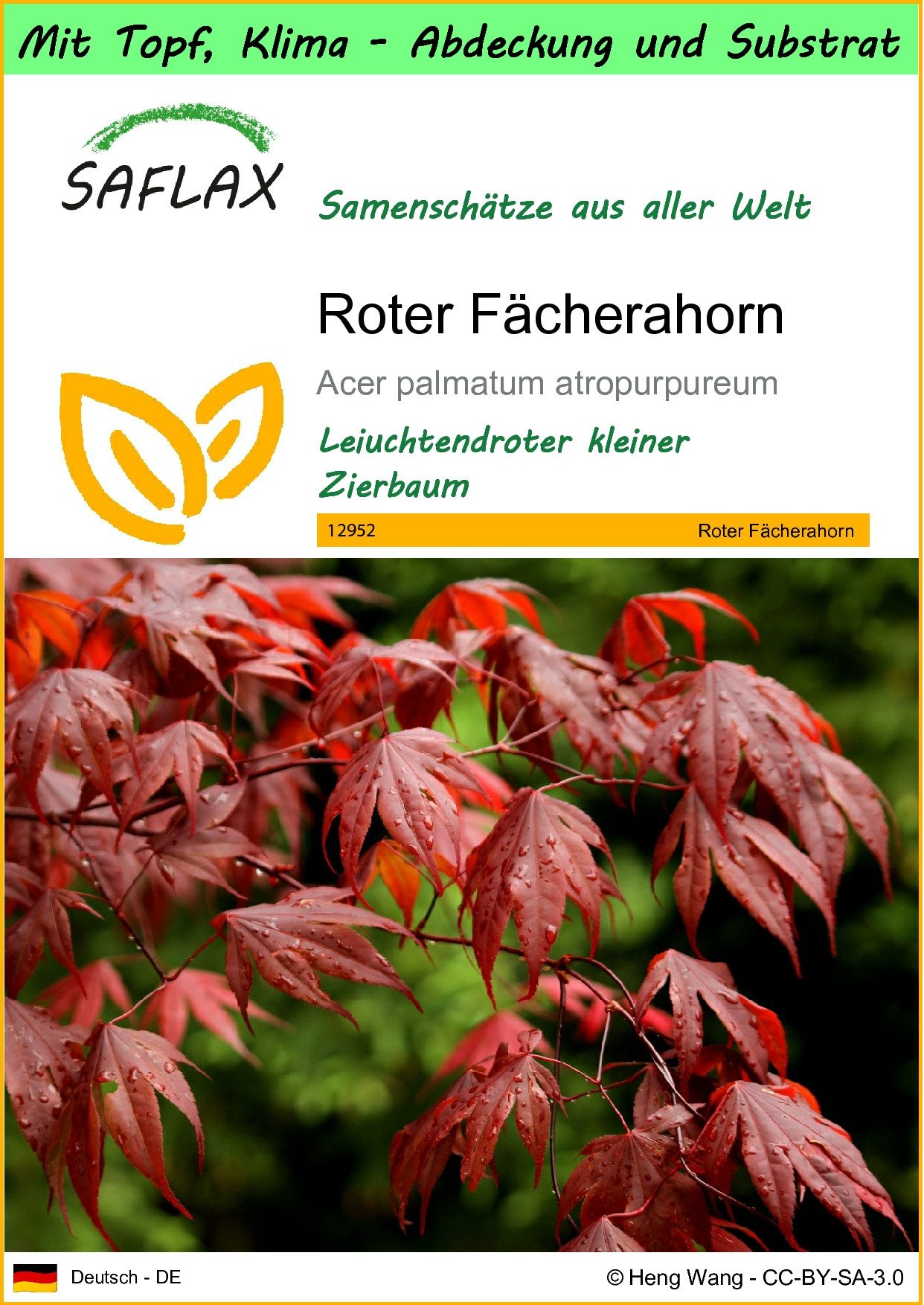 SAFLAX Blumensamen SAFLAX - Garden to go - Roter Fächerahorn