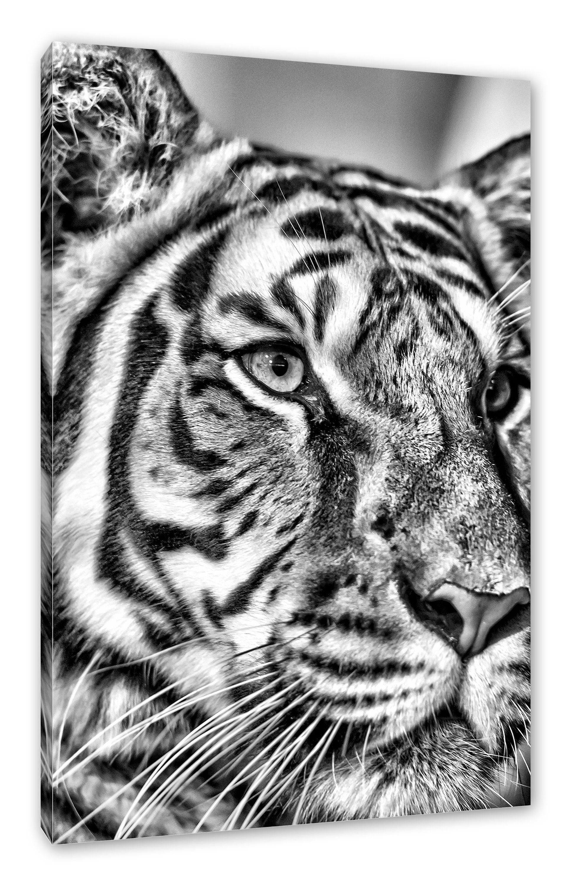 Pixxprint Leinwandbild schöner Tiger, schöner Tiger (1 St), Leinwandbild fertig bespannt, inkl. Zackenaufhänger
