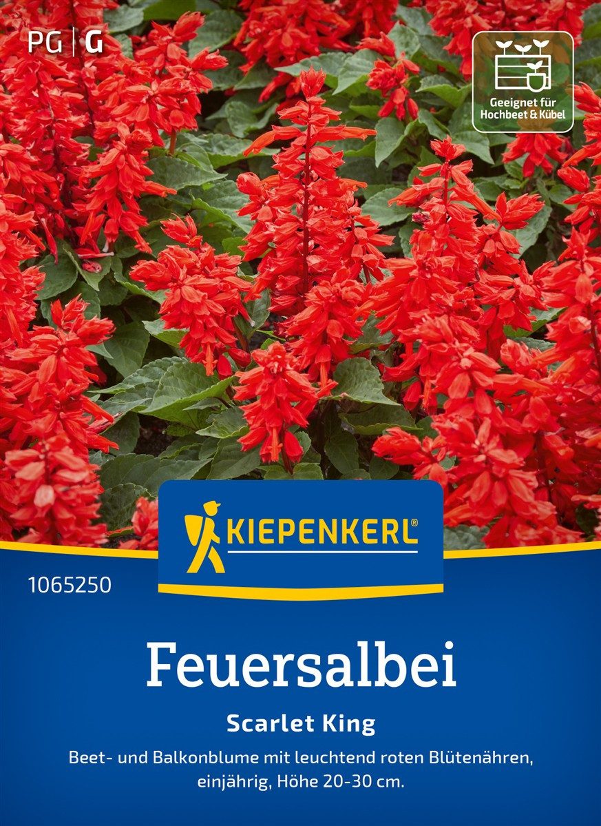 Pflanzen für Dich Blumensamen Feuersalbeisamen Scarlet King Salvia splendens 40 Pflanzen