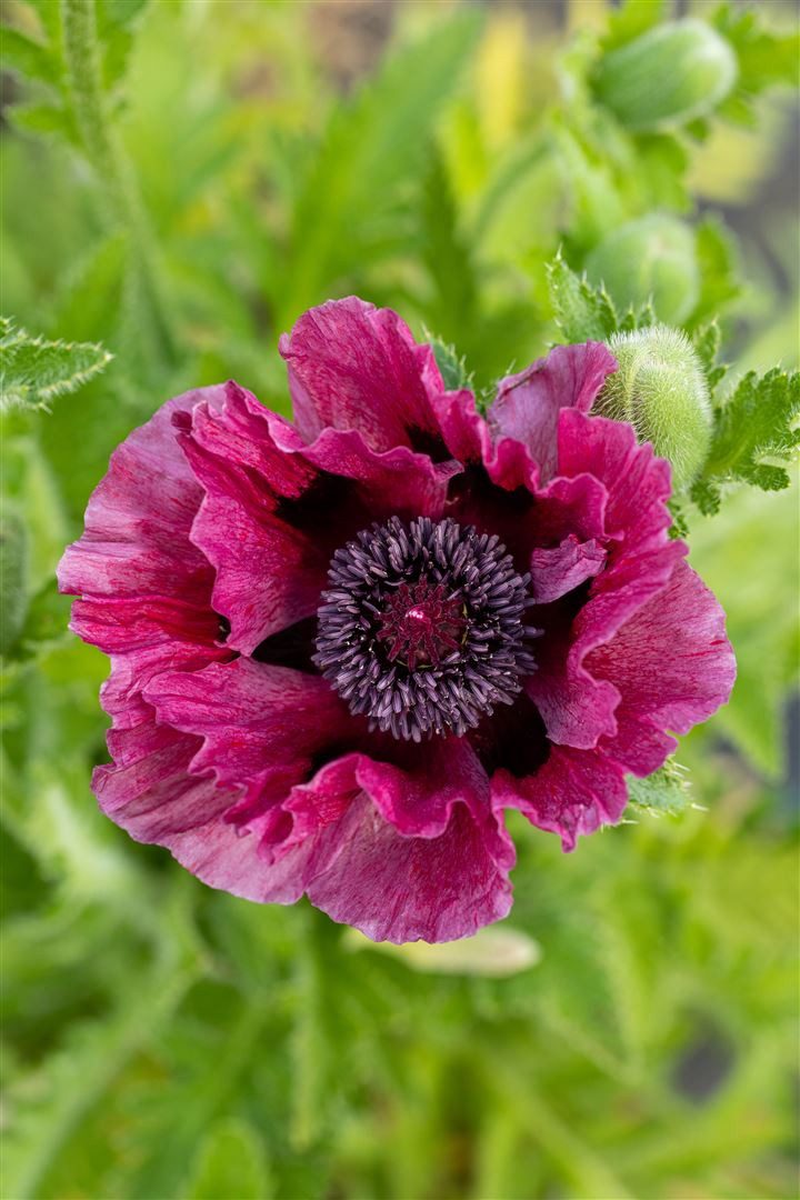 Pflanzen für Dich Staude Papaver orientale Patty's Plum, 1 St., Türkischer Mohn, Orientalischer Mohn
