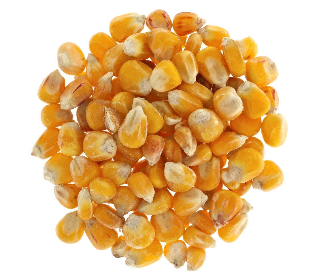 Dehner Körnermais Einzelfuttermittel, 4 x 2.5 kg (10 kg) Mais, für: Hühner, Wildvogel, 100% Mais, auch für Nager geeignet