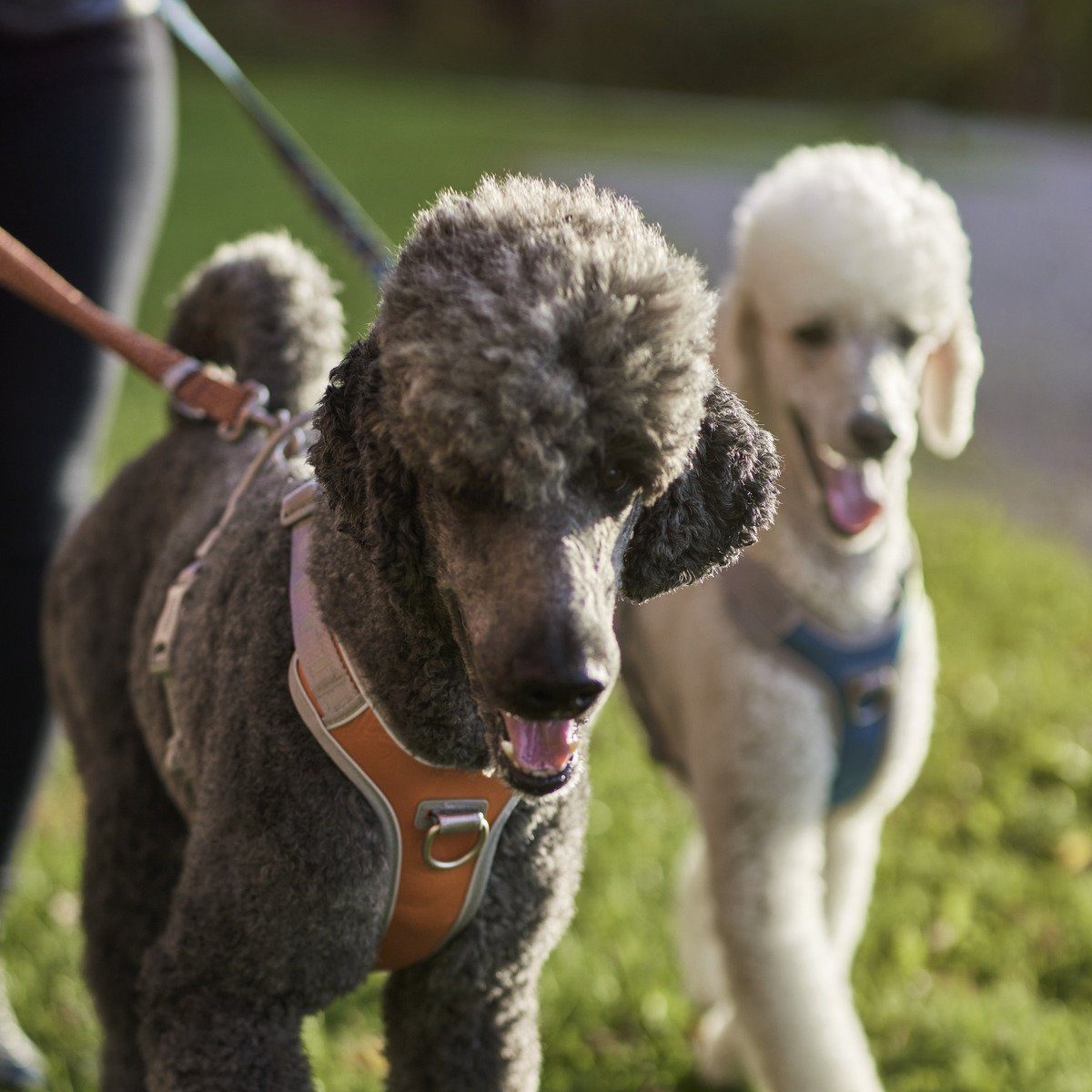 HURTTA Hunde-Geschirr Venture Geschirr No-Pull sanddorn