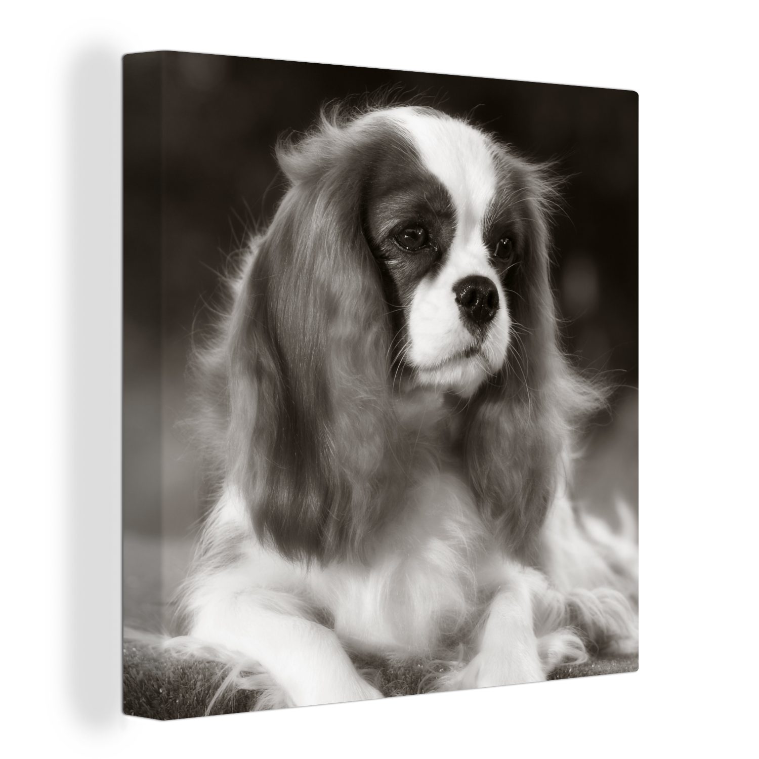 OneMillionCanvasses® Leinwandbild Schwarz-Weiß-Foto eines Cavalier King Charles Spaniels, (1 St), Leinwand Bilder für Wohnzimmer Schlafzimmer