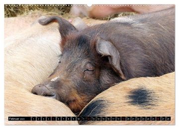 CALVENDO Wandkalender Der Schweinekalender (Premium, hochwertiger DIN A2 Wandkalender 2023, Kunstdruck in Hochglanz)